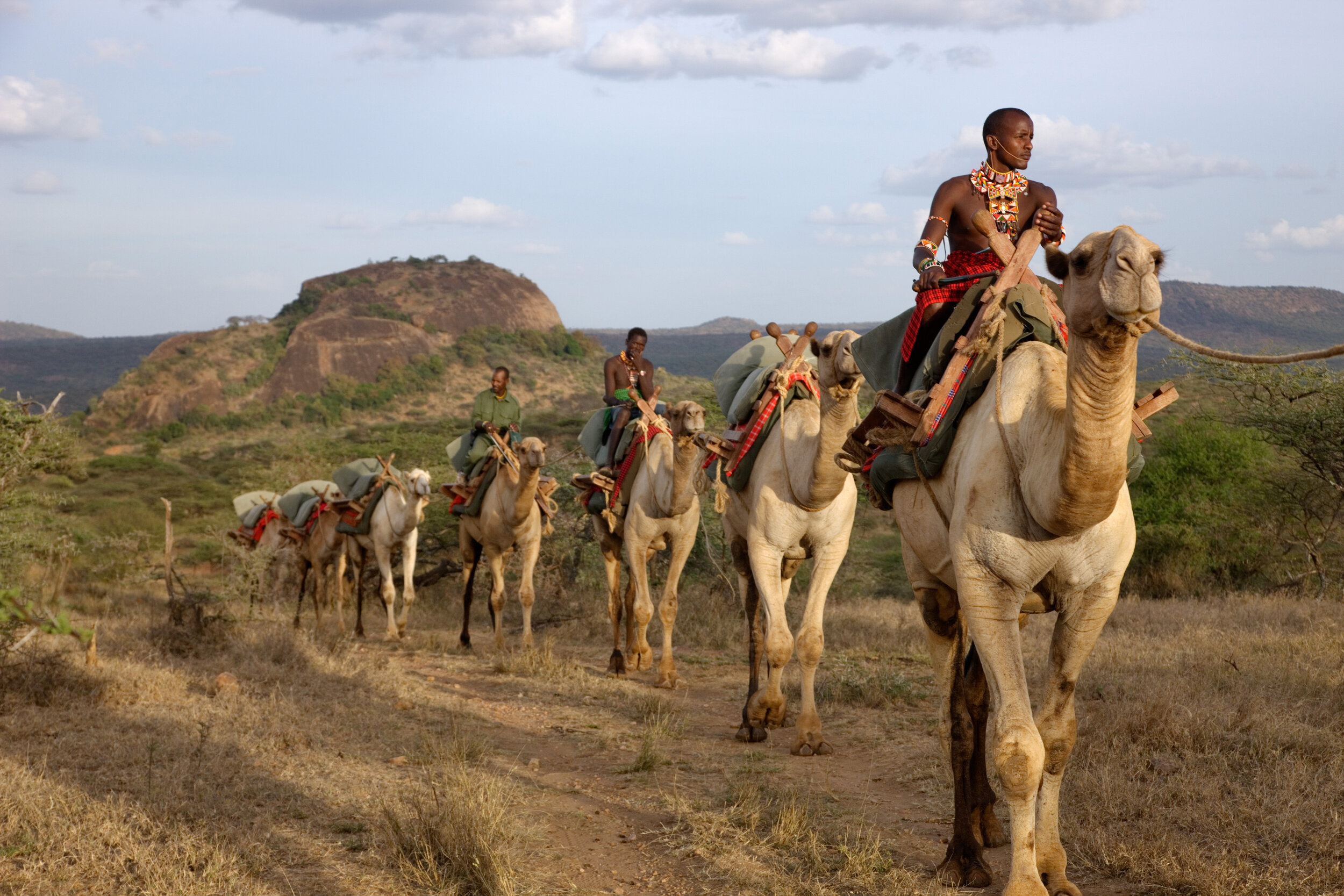 camel-Ol-Malo-Laikipia-Kenya-Safaris_Tett-Safaris.jpg