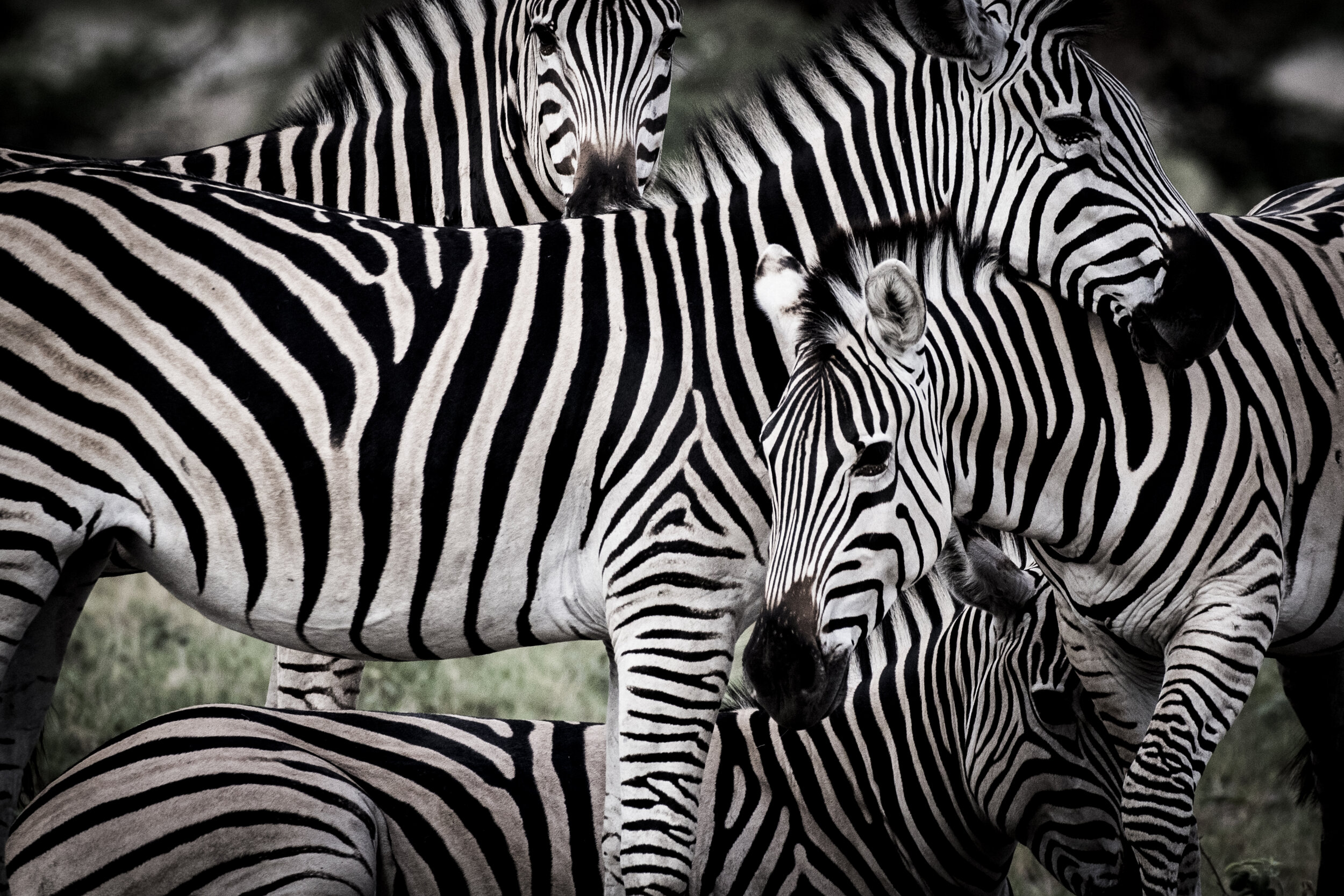 zebra-Mombo-Camp-Okavango-Delta-Botswana-Safaris-CREDIT-David-Crookes (30).jpg