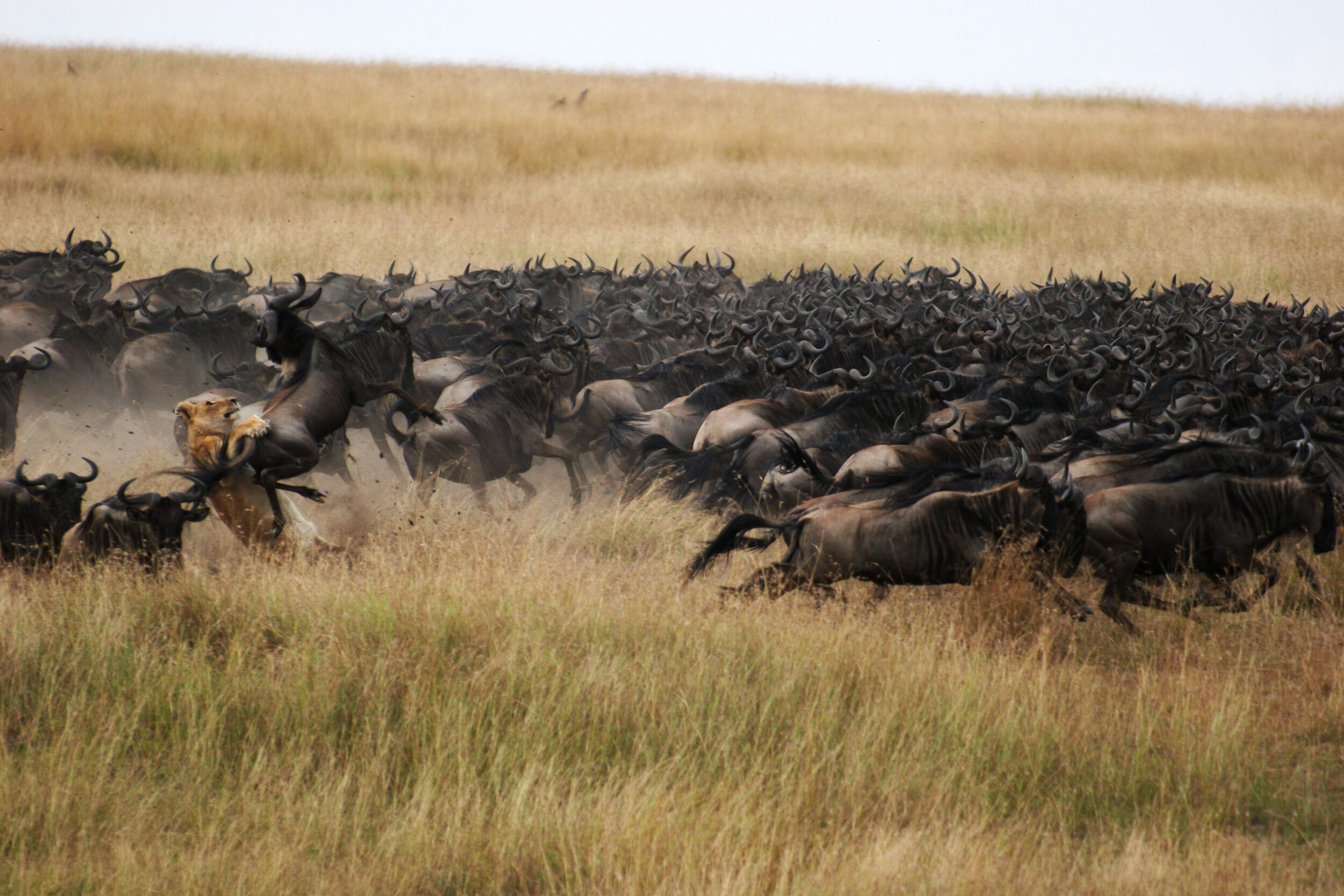 wildebeest-lion-Mara-Plains-Masai-Mara-Private-Conservancies-Kenya-Safaris_Tett-Safaris.jpg