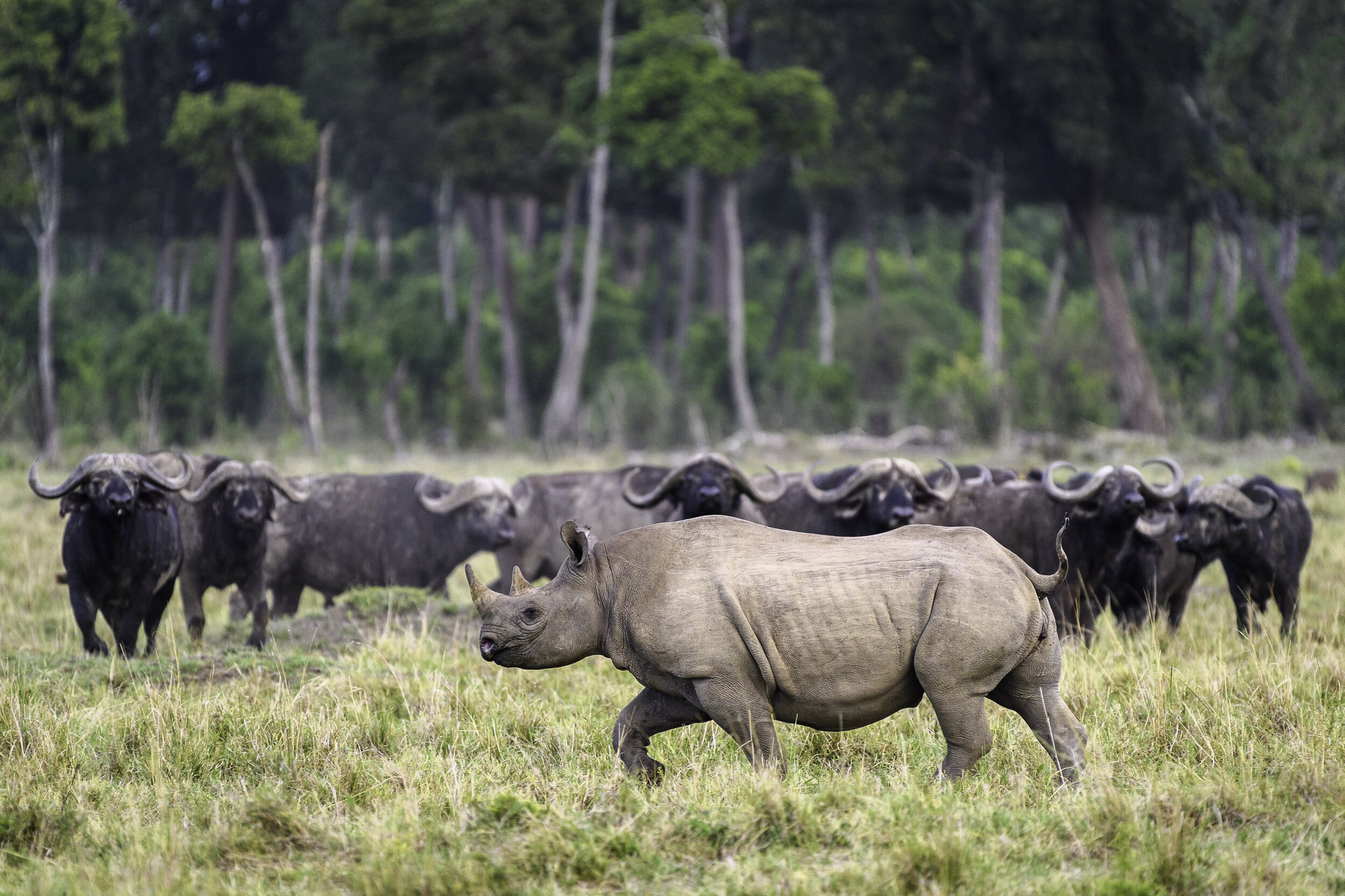 rhino-buffalo-Il-Moran-Camp-Masai-Mara-National-Park-Kenya-Safaris_Tett-Safaris.jpg