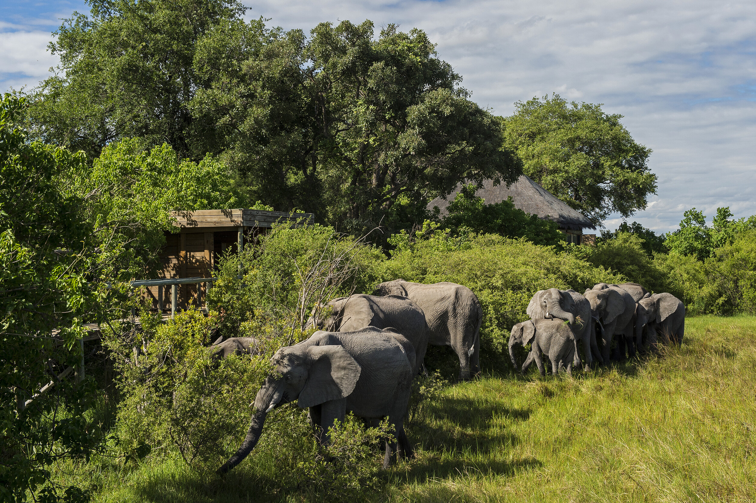 elephant-Vumbura-Okavango-Delta-Botswana-Safaris=CREDIT-Dana-Allen (2)_Tett-Safaris.jpg