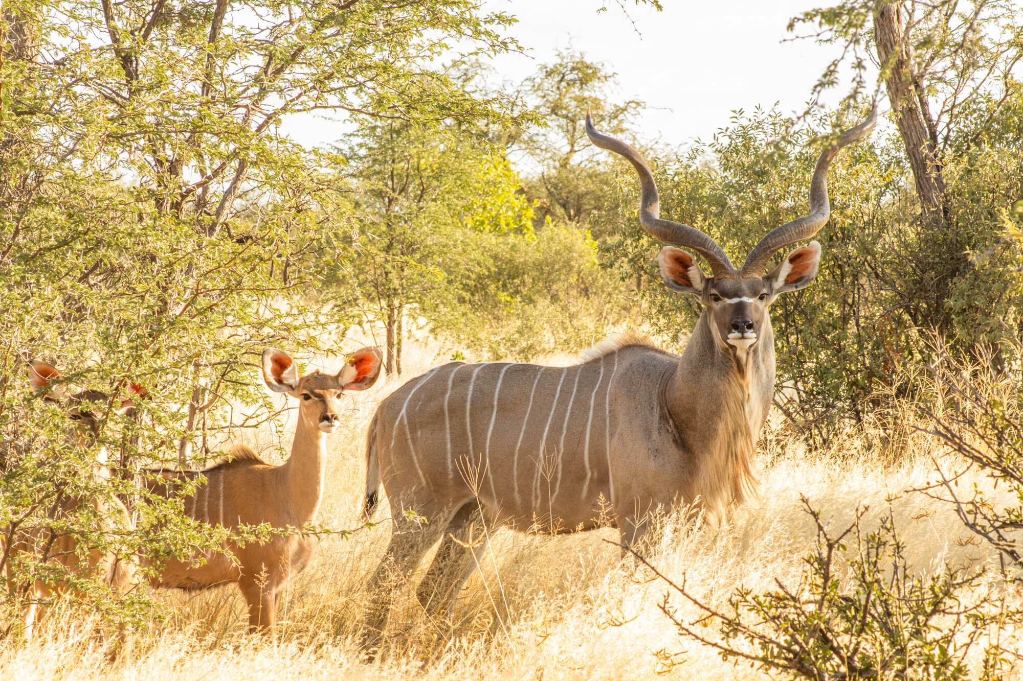 kudu-Tau-Pan-Central-Kalahari-Game-Reserve-Botswana-Safaris (14).jpg