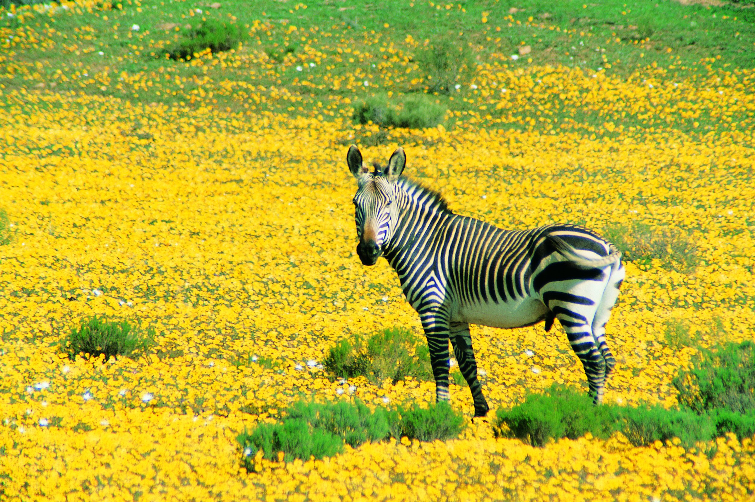 zebra-Bushmans-Kloof-Western-Cape-South-Africa (23).jpg