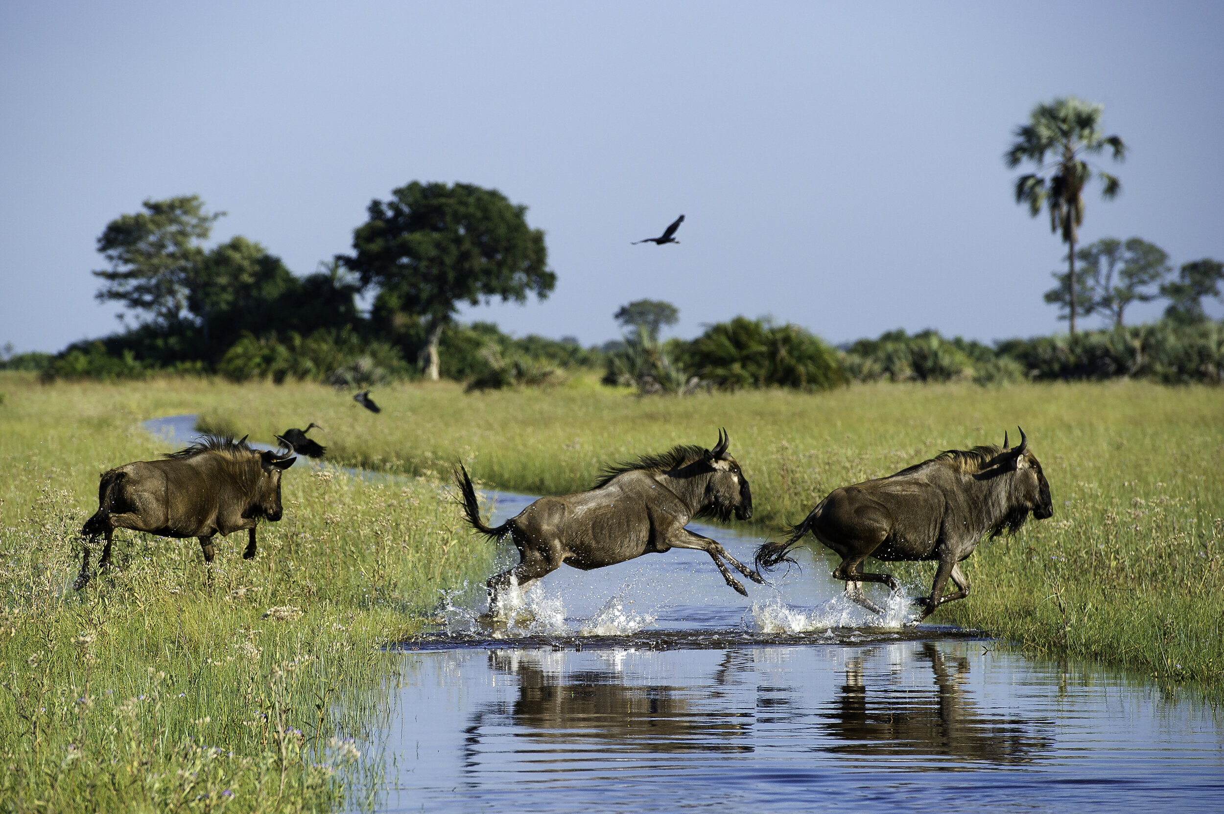 Tett-Safaris_wildebeest-Jacana-Camp-Okavango-Delta-Botswana-CREDIT-Dana-Allen (1).jpg