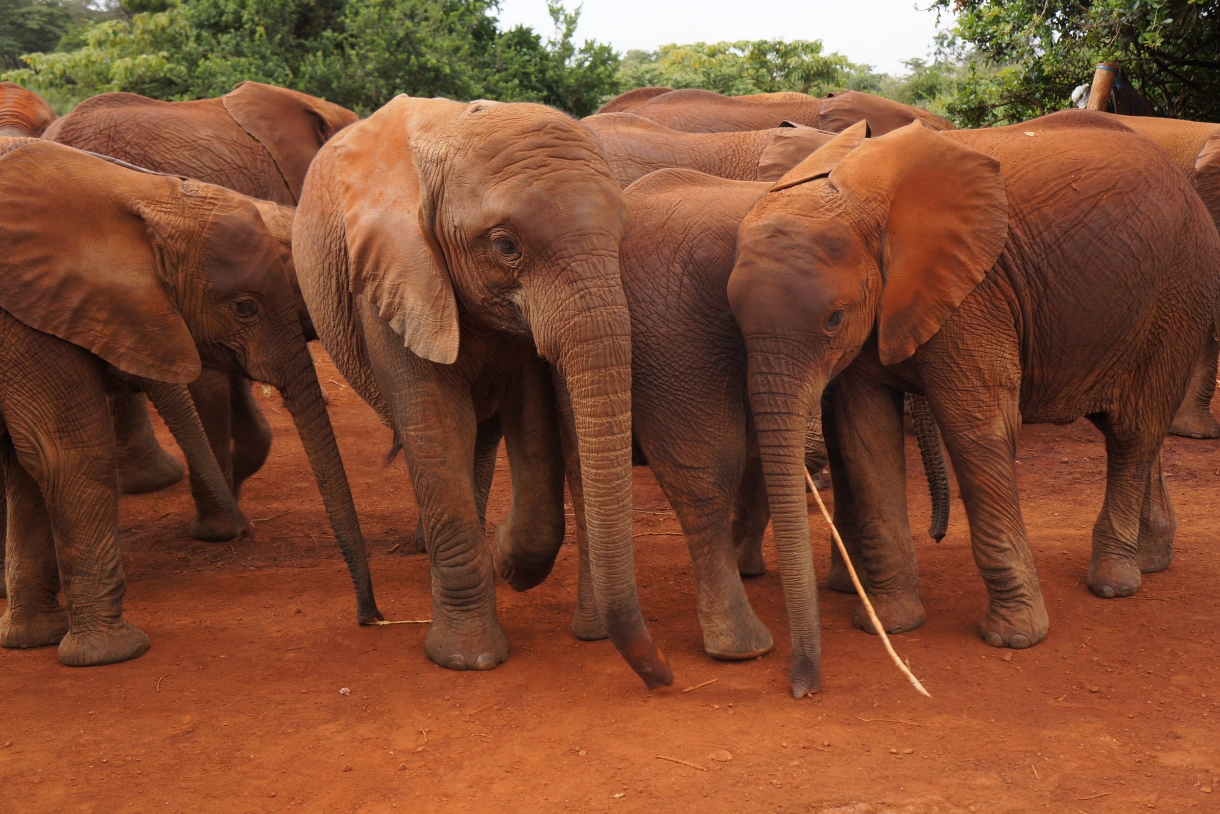 Elephants_orphanage-nairobi-kenya_Tett-Safaris.jpg