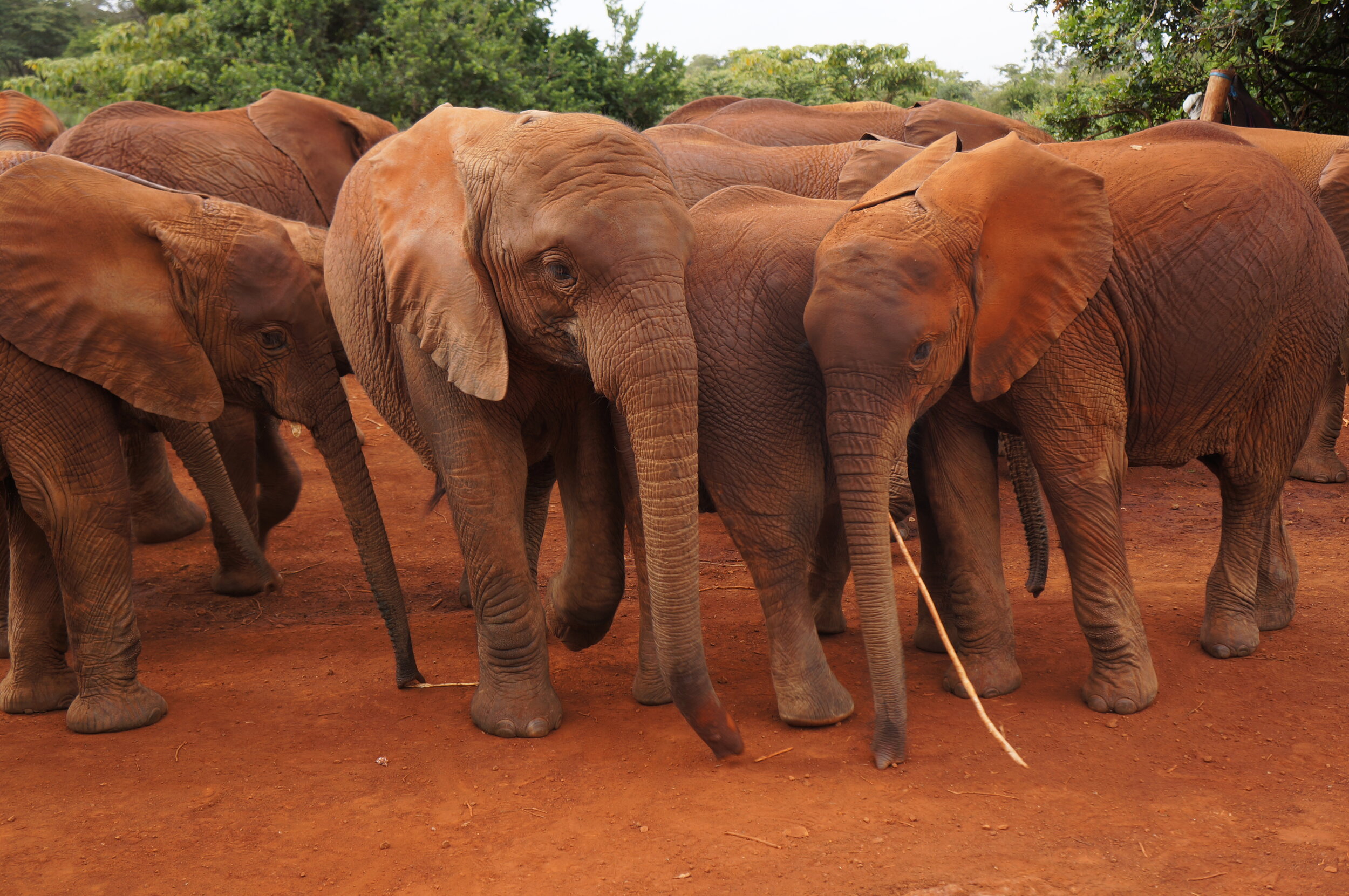 Elephants_orphanage-nairobi-kenya_Tett-Safaris.jpg