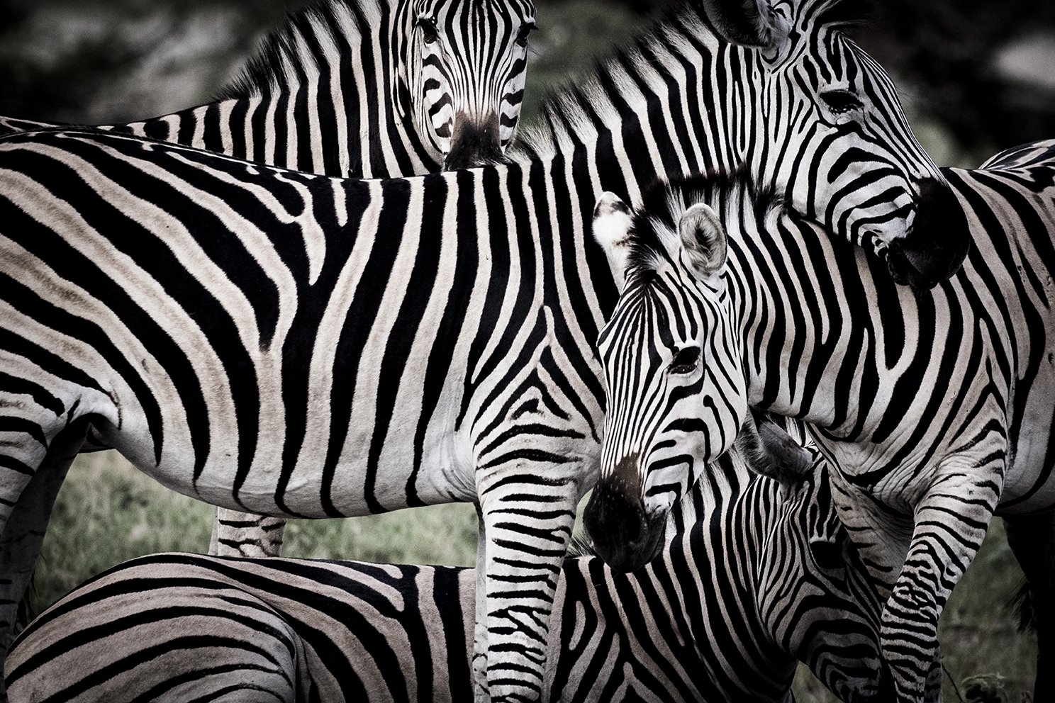 best safari for zebras.jpg