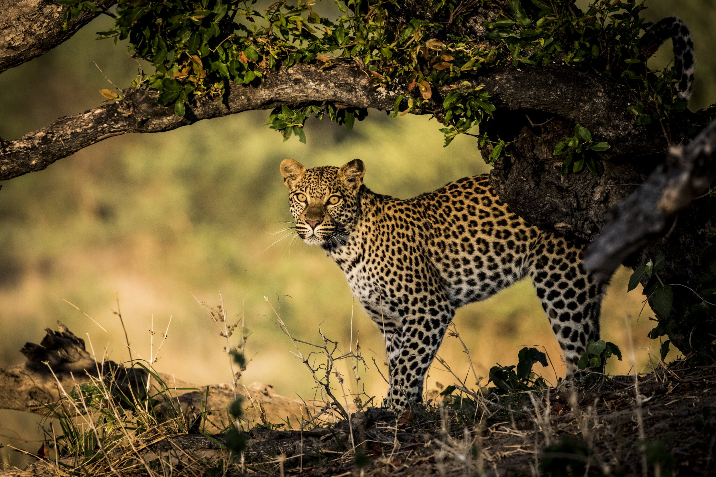 cheetah-Little-Mombo-Okavango-Delta-Botswana-CREDIT-David-Crookes.jpg
