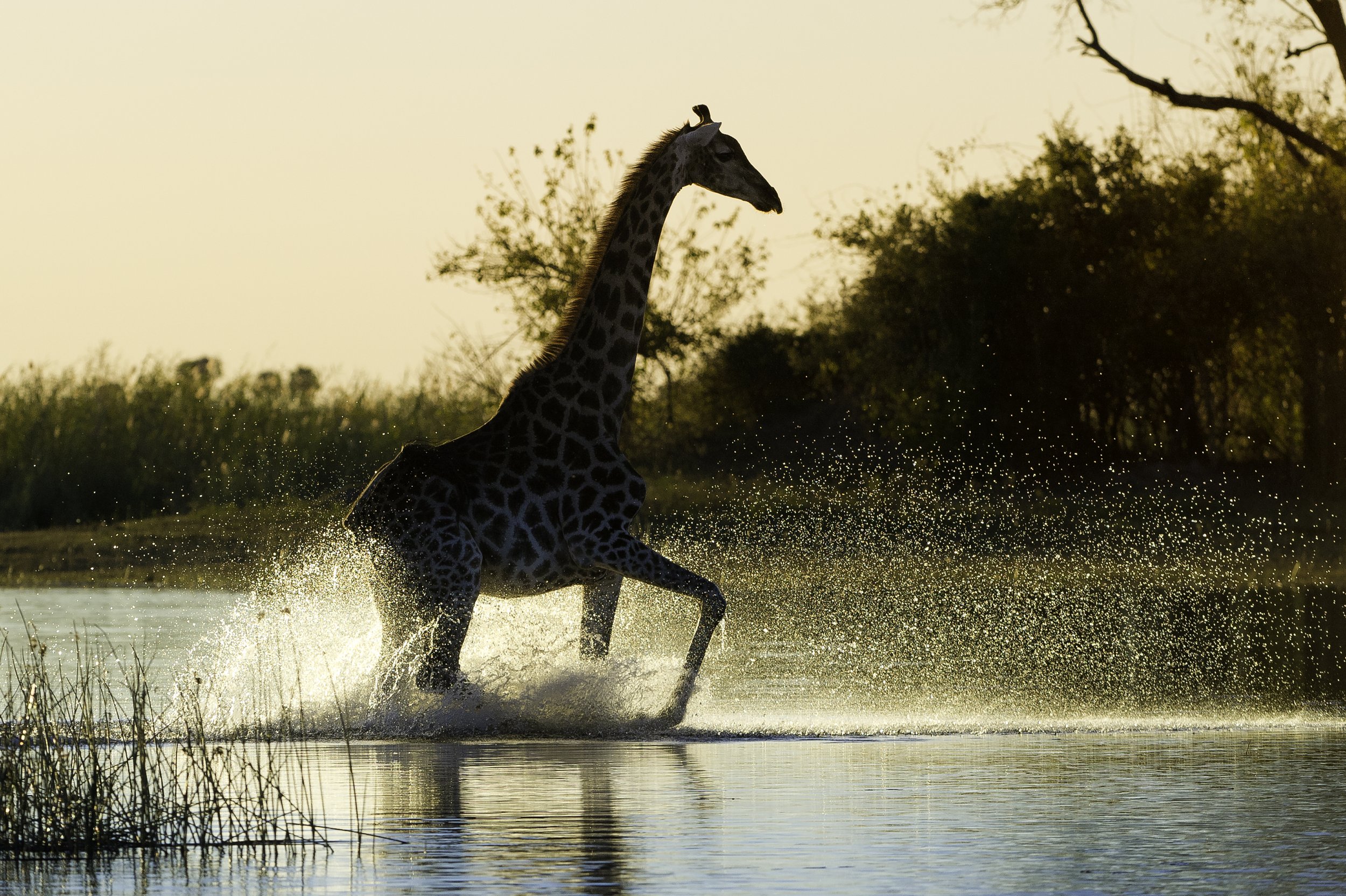 giraffe-Kings-Pool-Linyanti-Game-Reserve-Botswana-Safaris-CREDIT-Dana-Allen.jpg