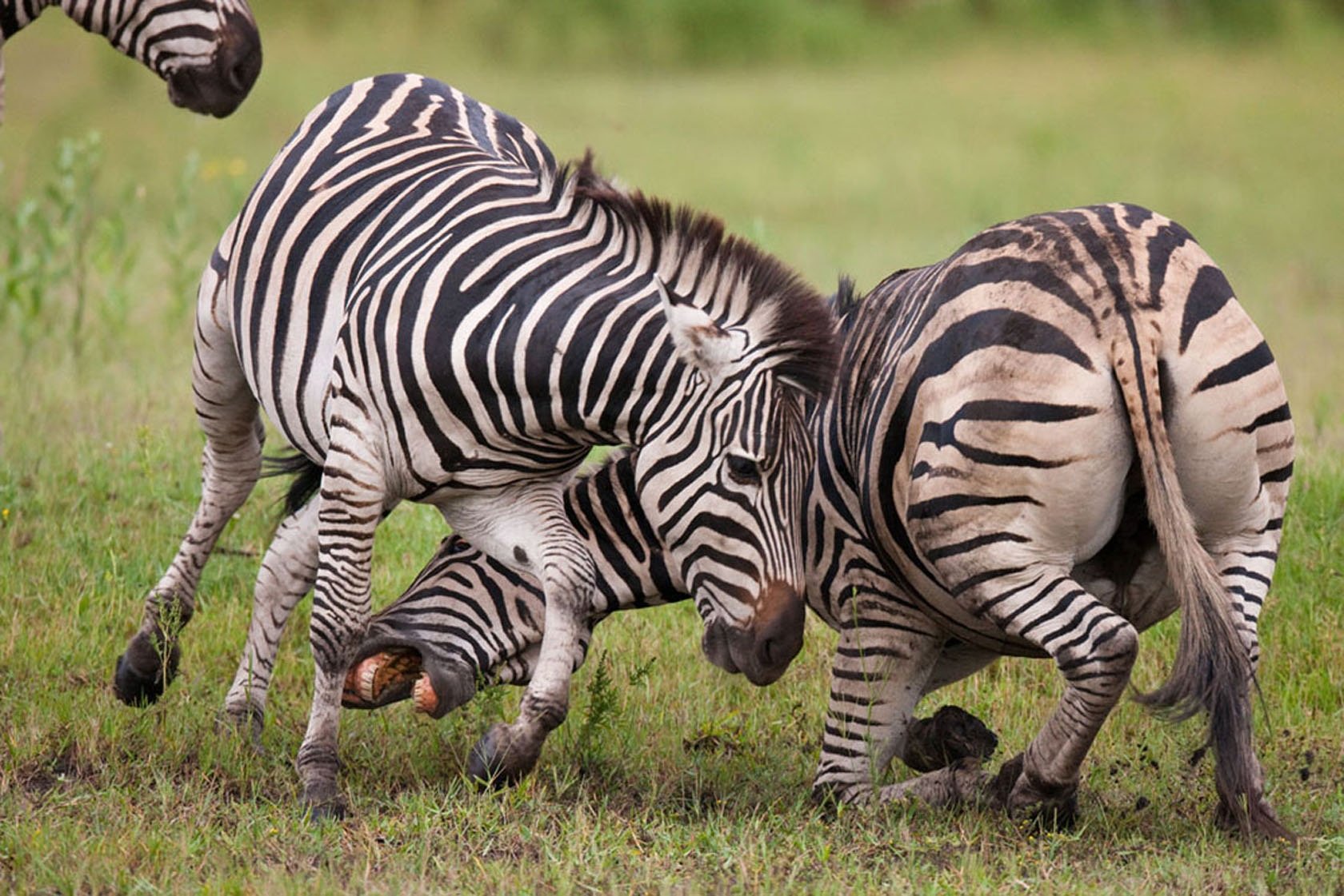 zebra-Vumbura-Okavango-Delta-Botswana.jpg