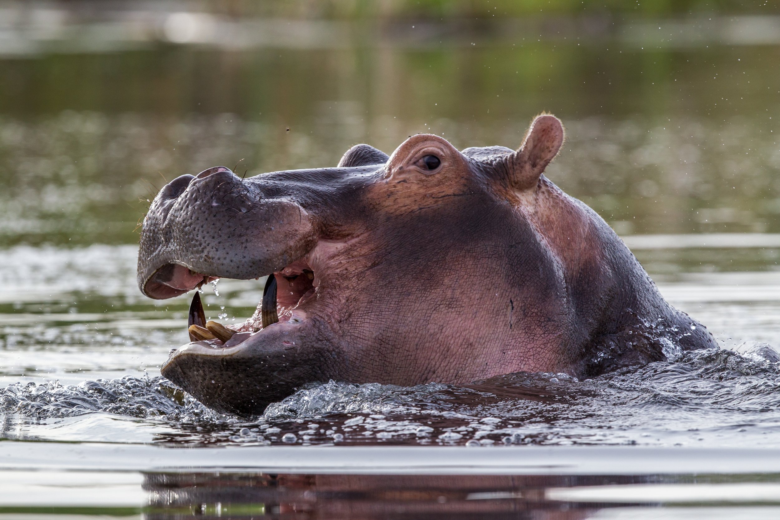 hippo-Vumbura-Okavango-Delta-Botswana-Safaris-CREDIT-Caroline-Culbert.jpg