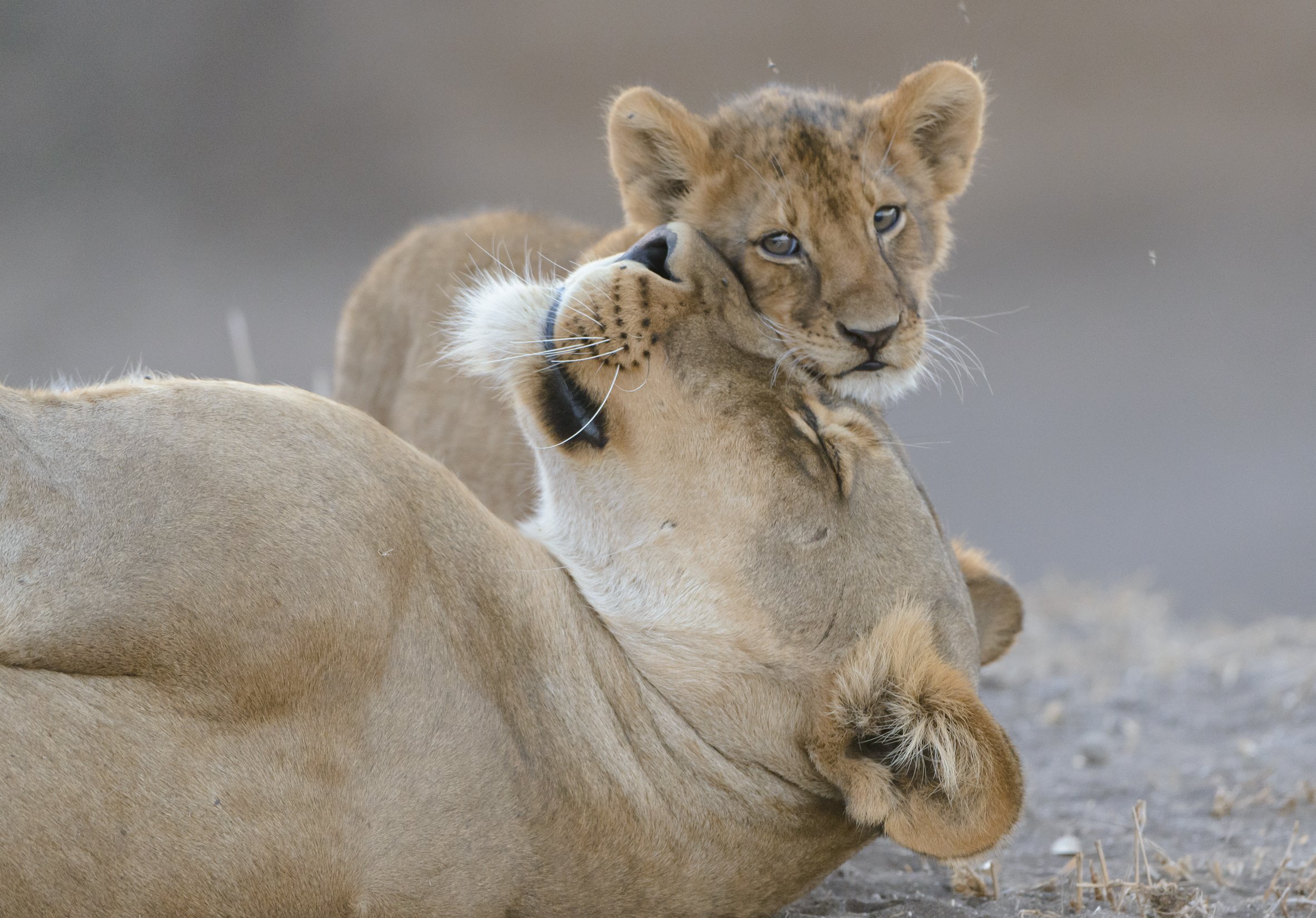 lion Mashatu-Botswana-David-Evans.jpg