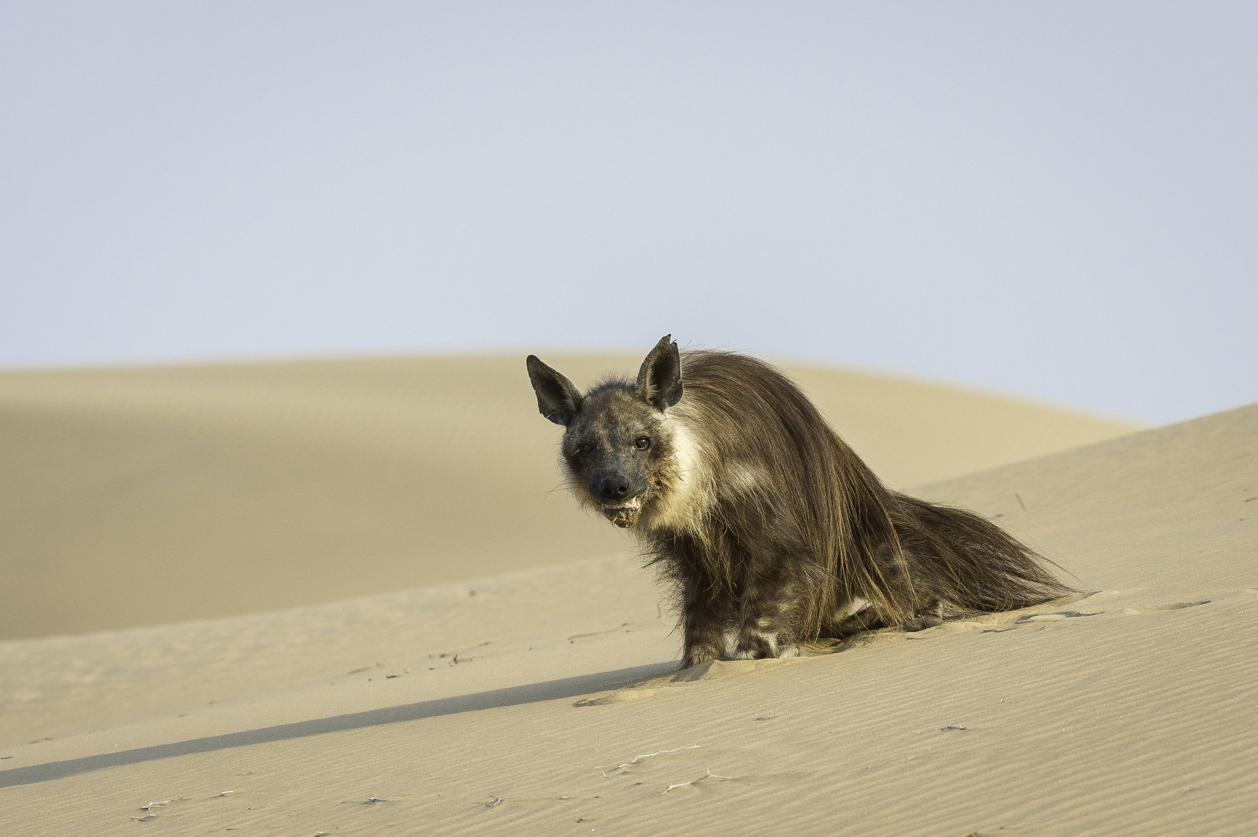 brown-hyena-Serra-Cafema-Epupa-Falls-Namibia-CREDIT-Dana-Allen.jpg