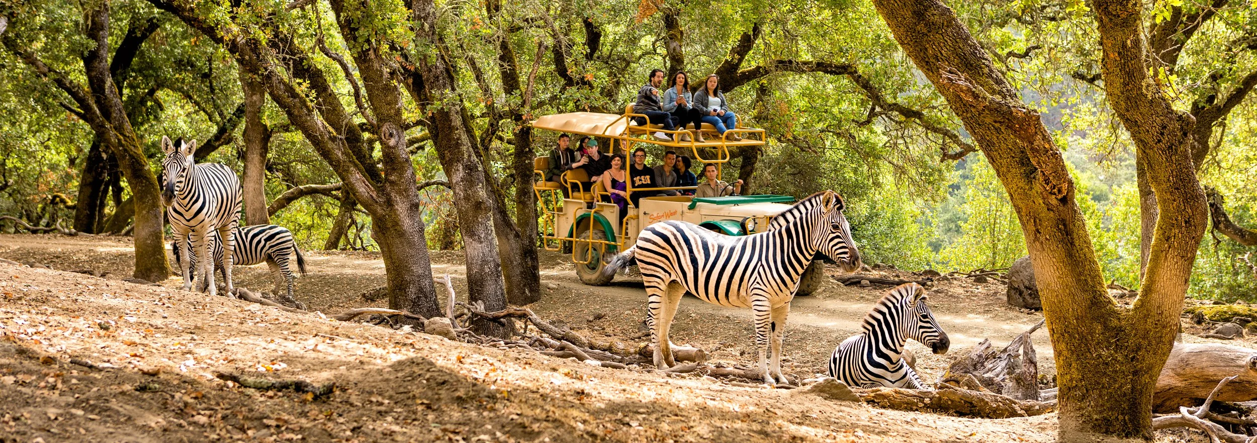 Join Us for an Exclusive Safari Experience at Safari West