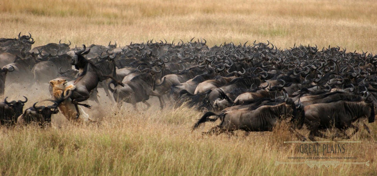 africa-eastern-great-mirgration.JPG