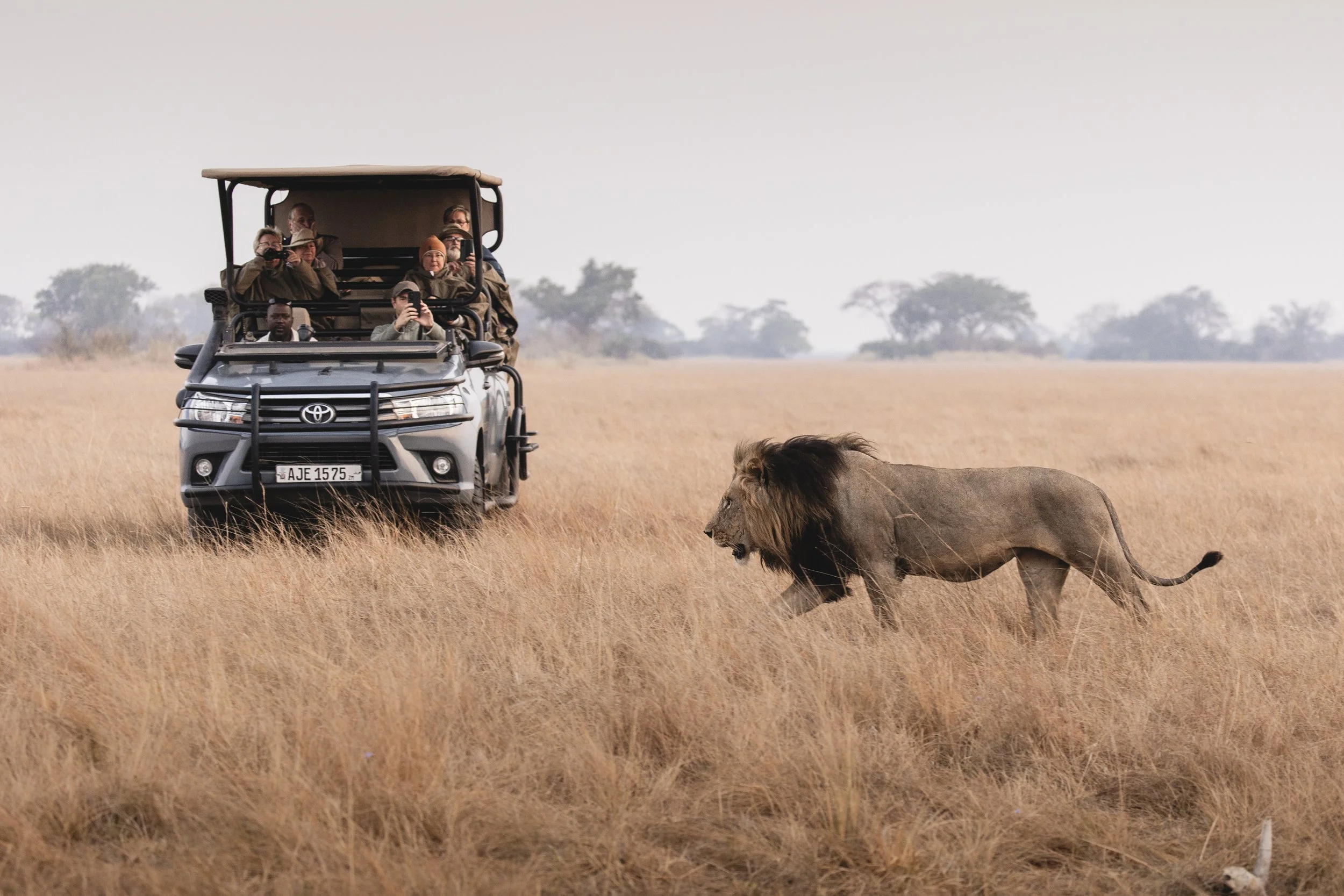 africa-safari-lion-southern.jpg