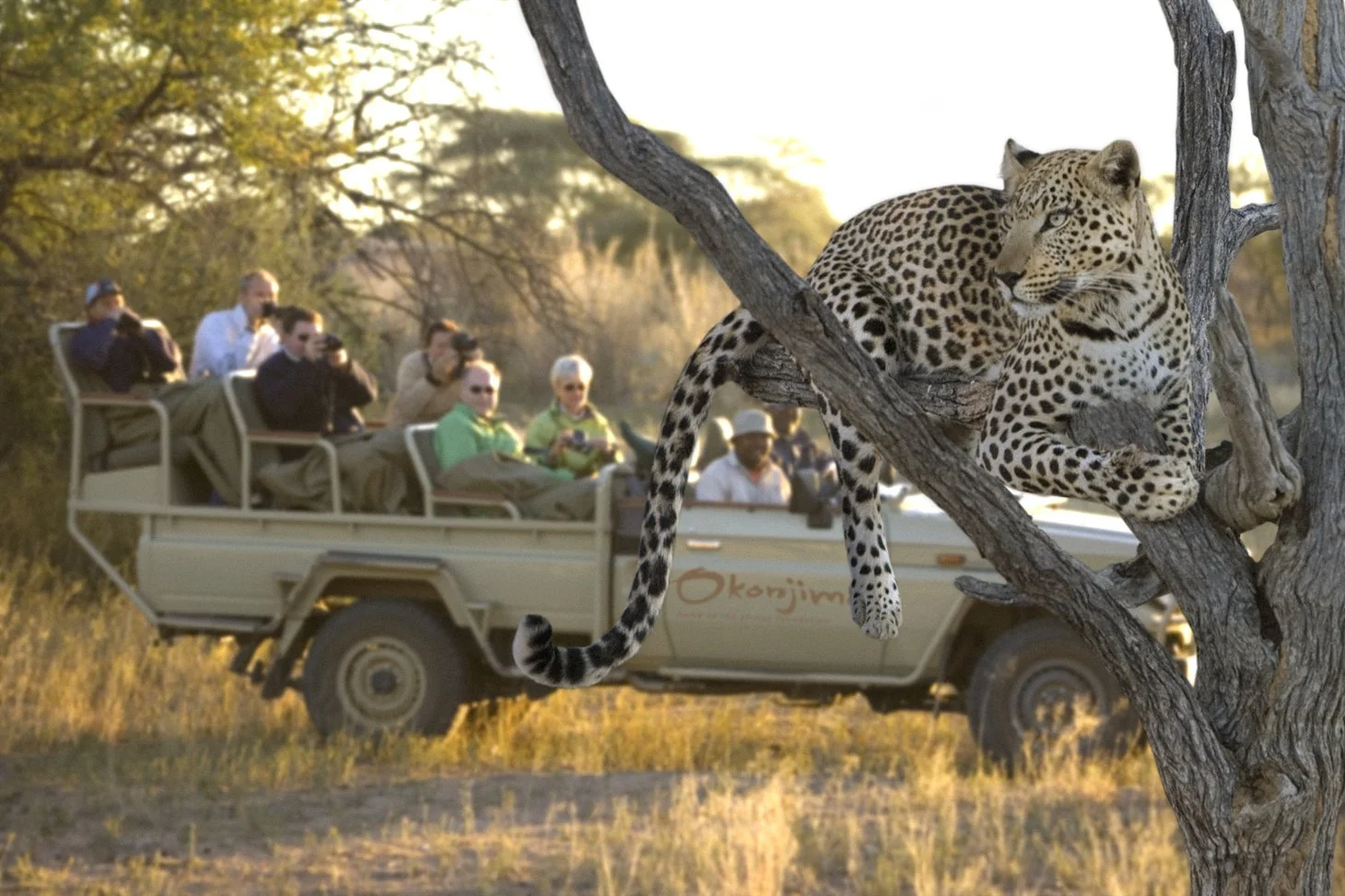 game-drive-Okonjima-Otjiwarongo-Namibia (37).jpg