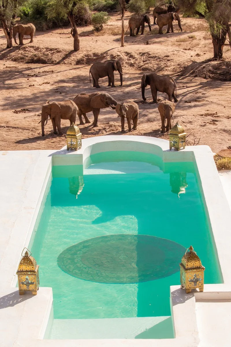 Elephants enjoying a mud bath.jpg
