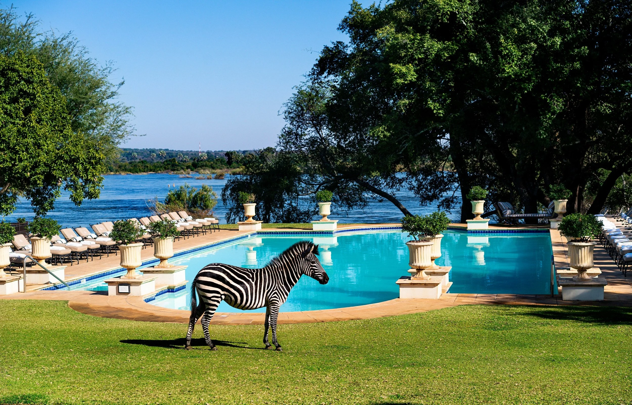 The Royal Livingstone Hotel by Anantara_Zebra and Pool View.jpg