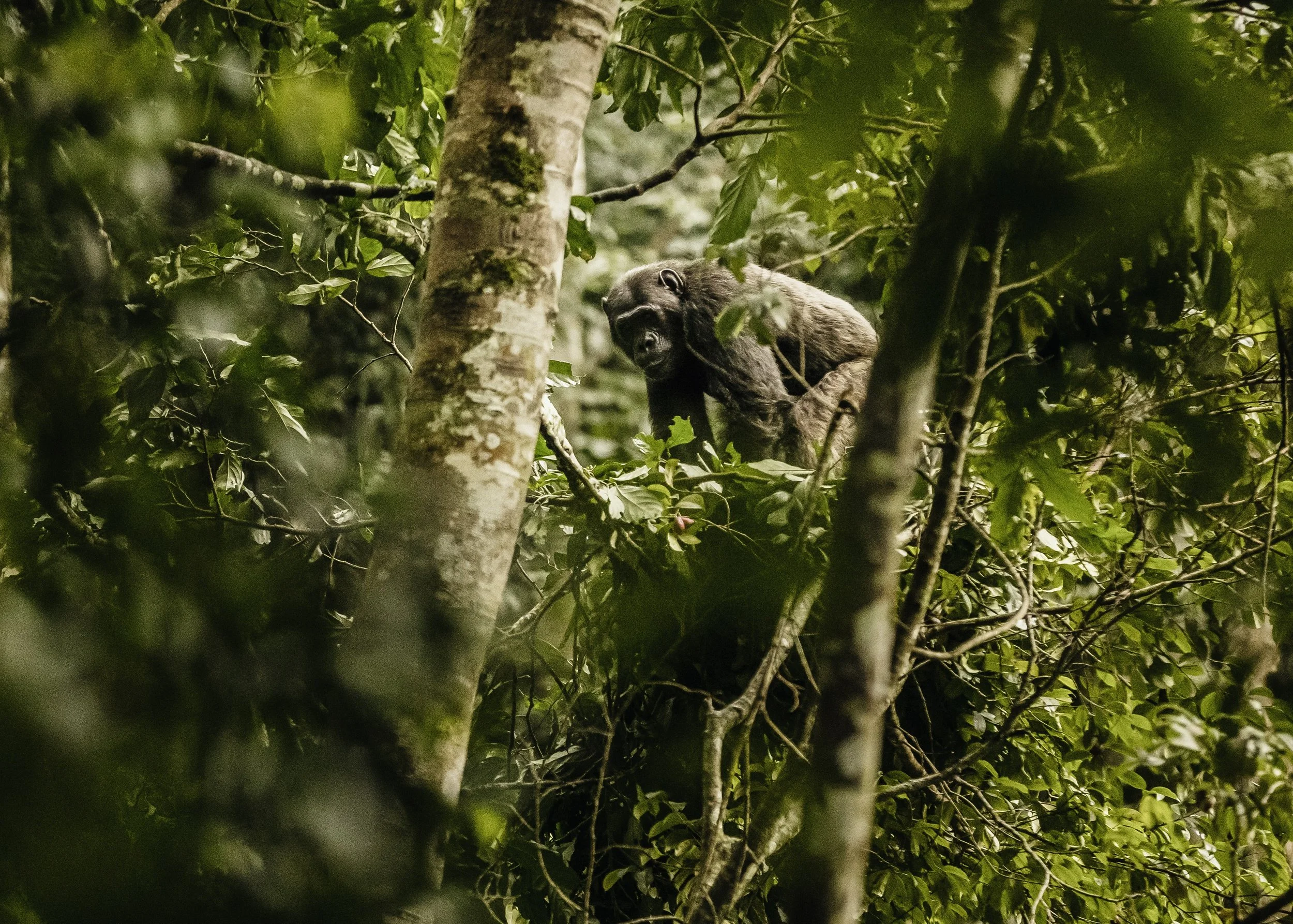 Chimp Rwanda Quintessential Rwanda: Gorillas, Chimps & the Big 5 — Tett Safaris