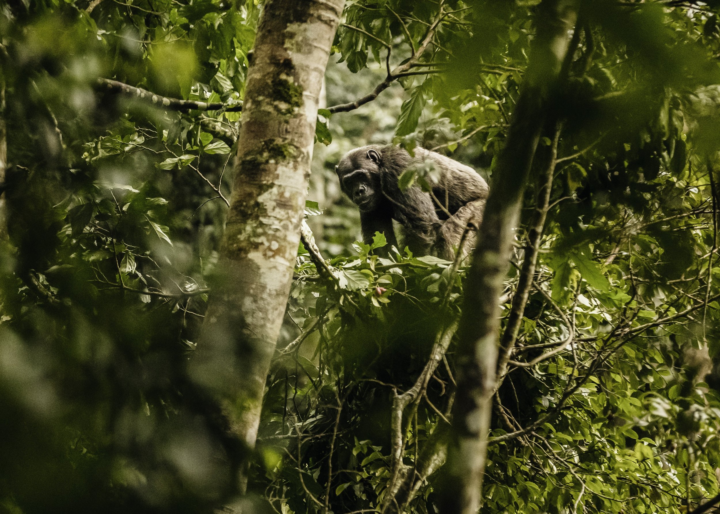 Quintessential Rwanda: Gorillas, Chimps & the Big 5 — Tett Safaris