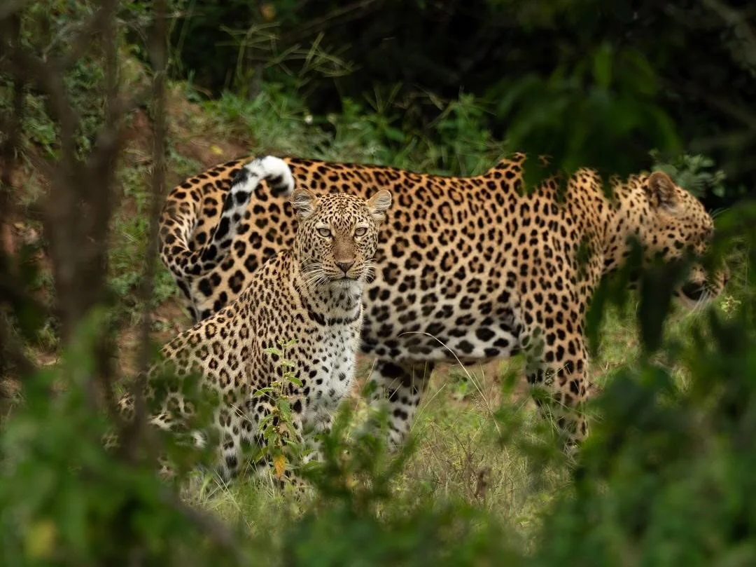 Quintessential Rwanda: Gorillas, Chimps & the Big 5 — Tett Safaris