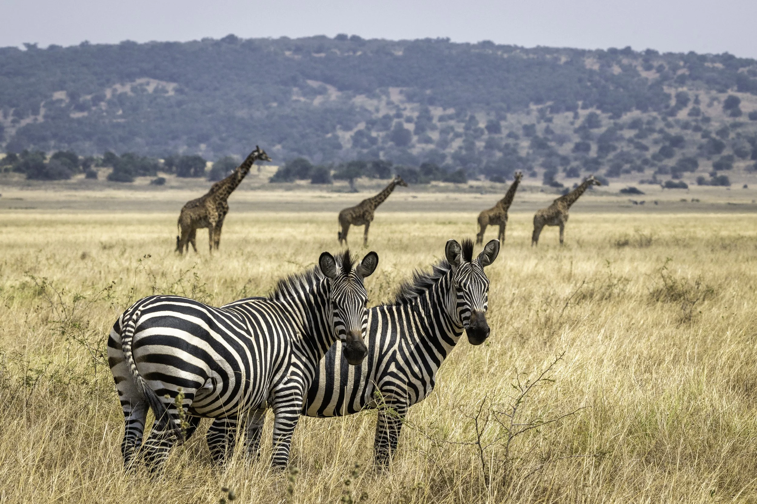 zebra-giraffe-Magashi-Akagera-National-Park-Rwanda-Safaris (9).jpg