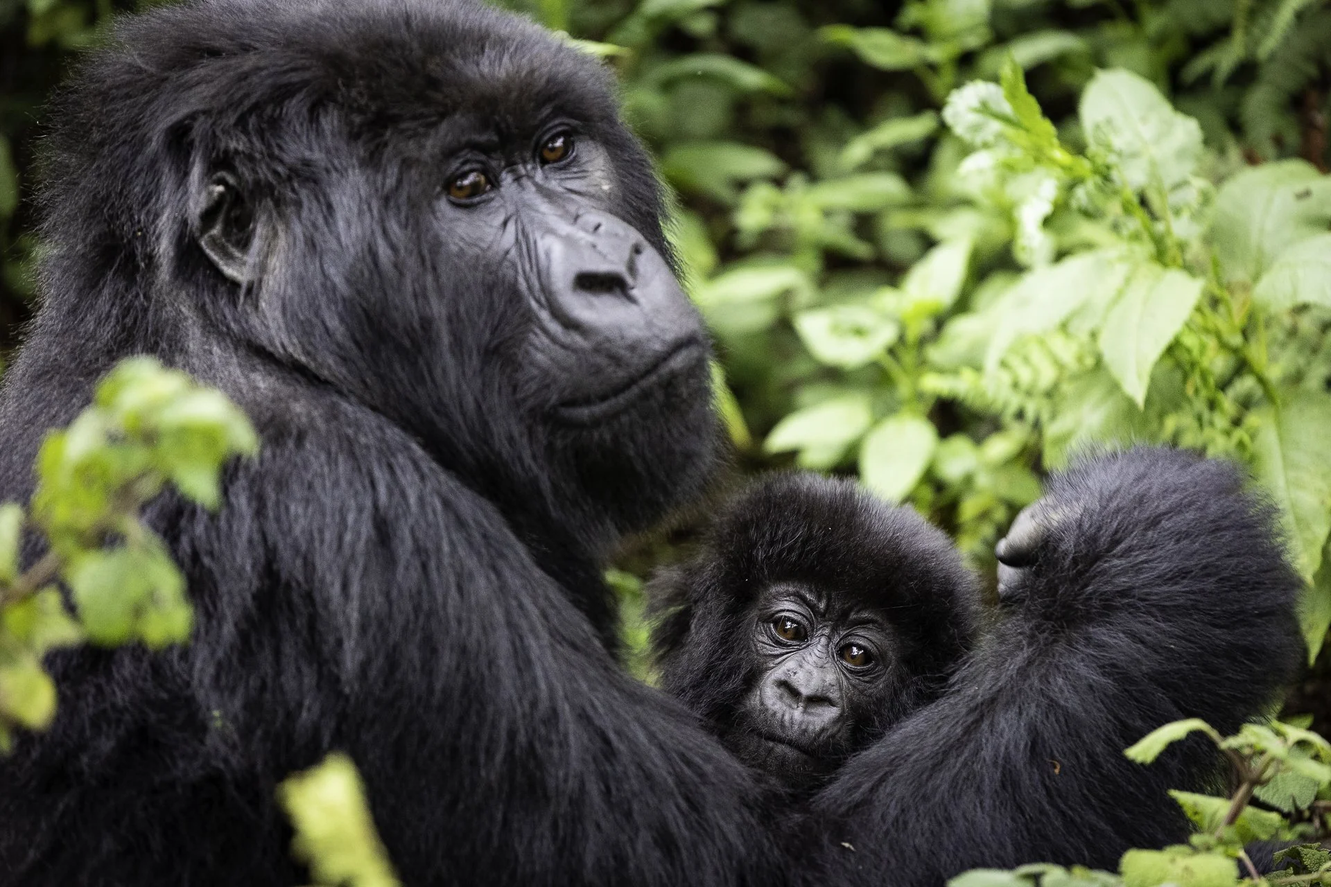 mountain-gorilla-with-baby-rwanda.jpg