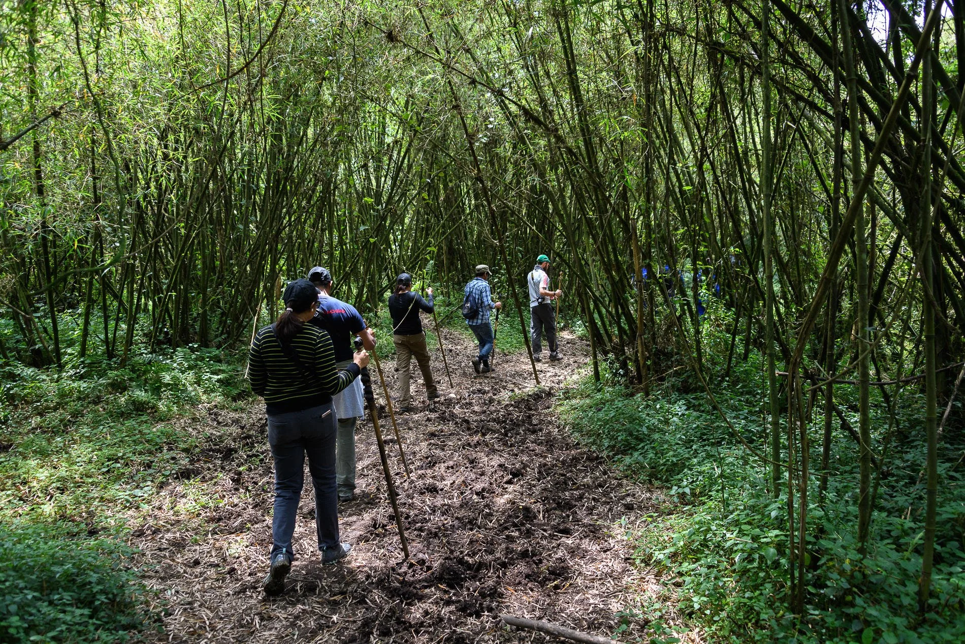 gorilla-trek-hiking-rwanda-forest.jpg