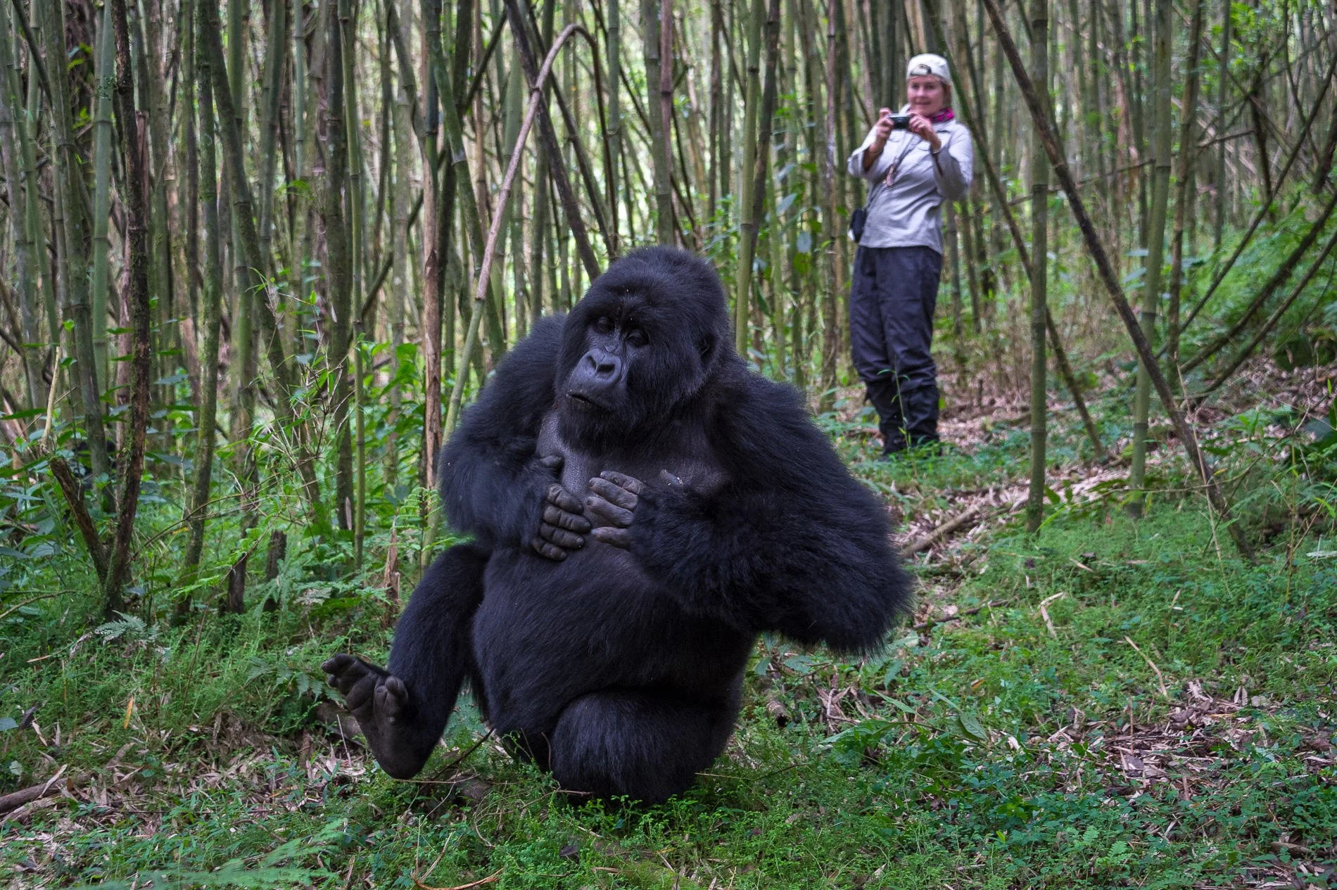 rwanda-gorilla-trekking.jpg