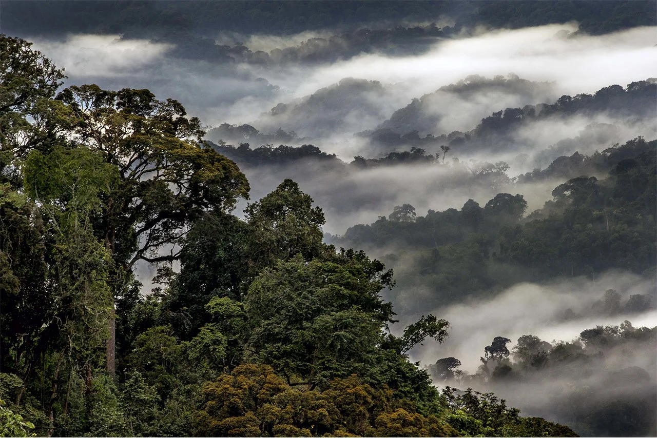 gallery-destination-Nyungwe-Forest-CREDIT-Rwanda-Tourism-1280.jpg