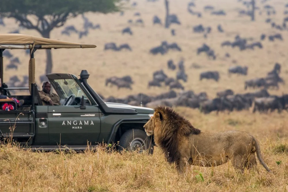 Lion During the Migration in the Maasai Mara.jpg