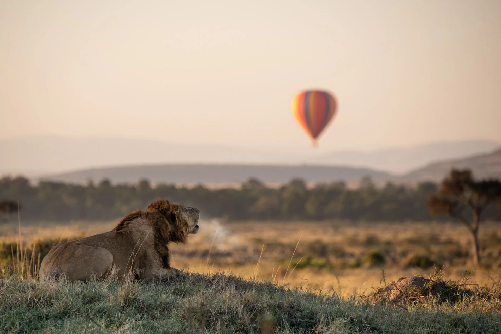 Mara Lion Roaring at Hot Air Balloon.jpg
