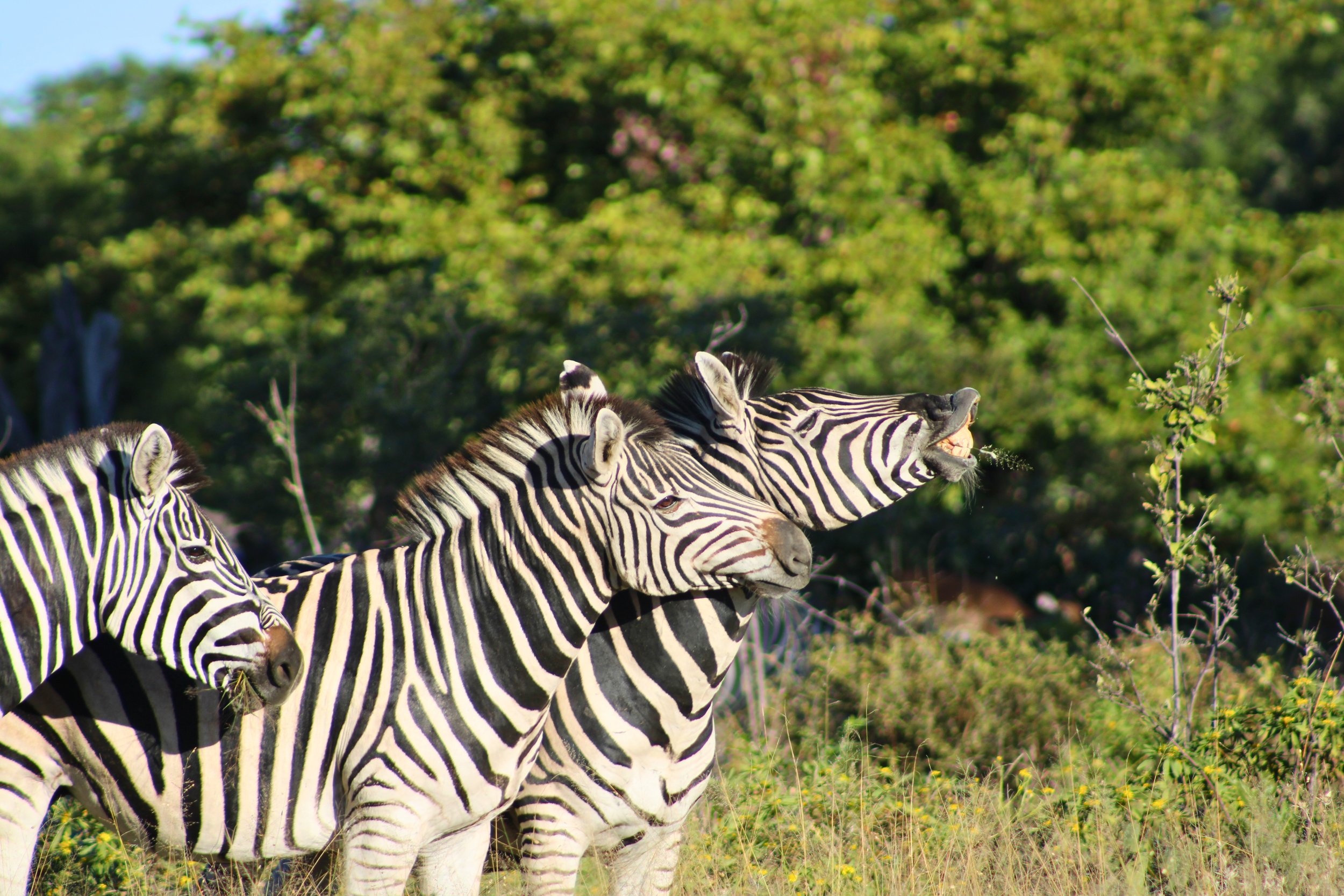 Testing the Waters: Why We Vetted 16 Botswana Camps (So You Don't Have To)