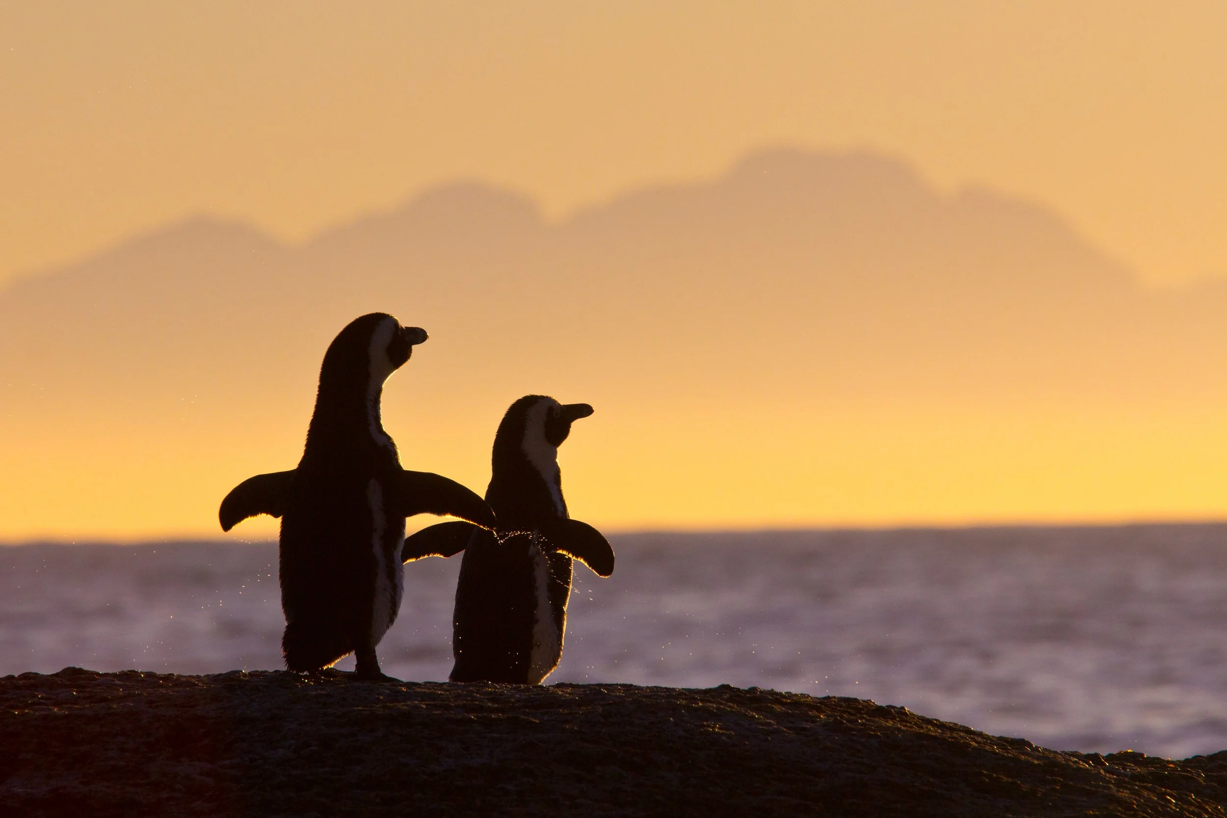 penguin-Cape-Point-Cape-Peninsula-Cape-Town-South Africa  (10).jpg