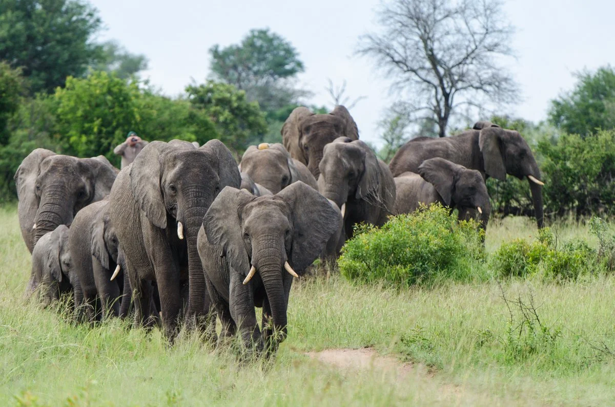 elephant-Sabi-Sabi-Selati-Camp-Greater-Kruger-National-Park-South-Africa-safaris (7).jpg