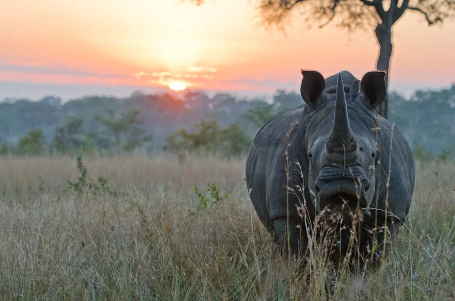 rhino-Sabi-Sabi-Selati-Camp-Greater-Kruger-National-Park-South-Africa (45).jpg