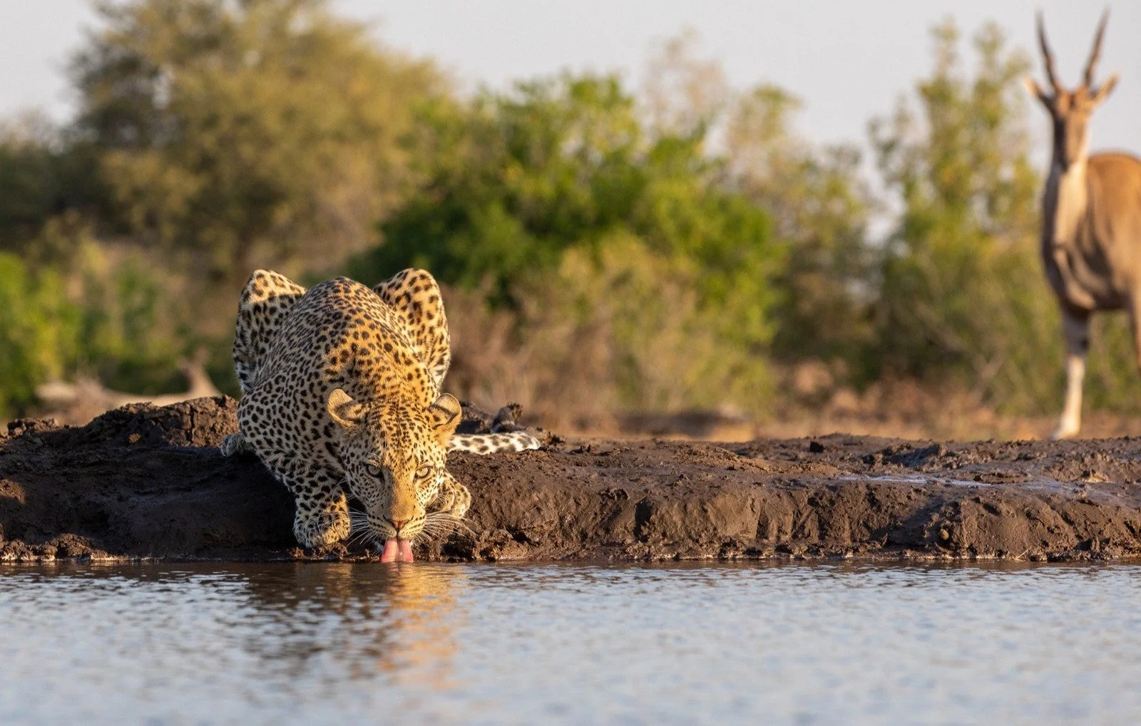 Cape town to Kruger &amp; Botswana