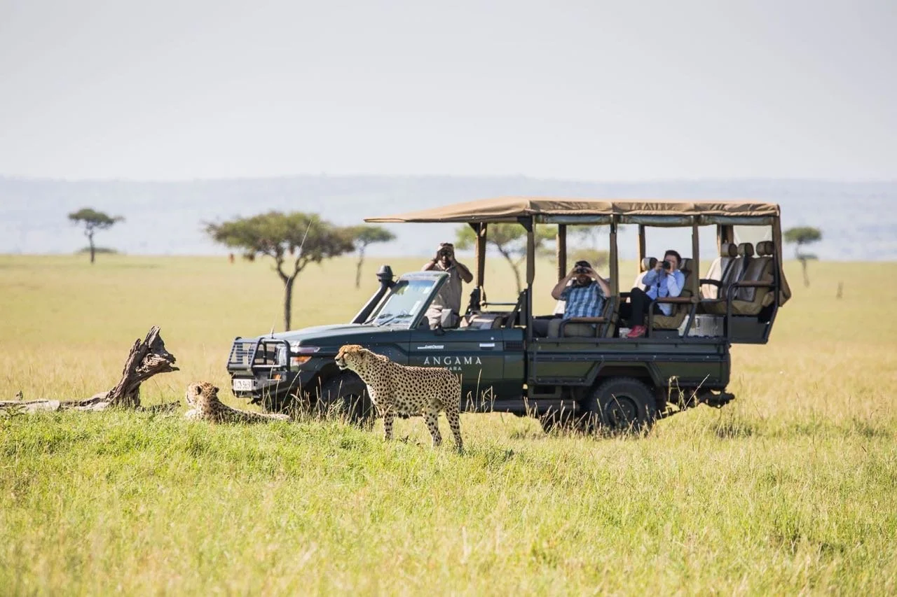 Cheetah in the Maasai Mara.jpg