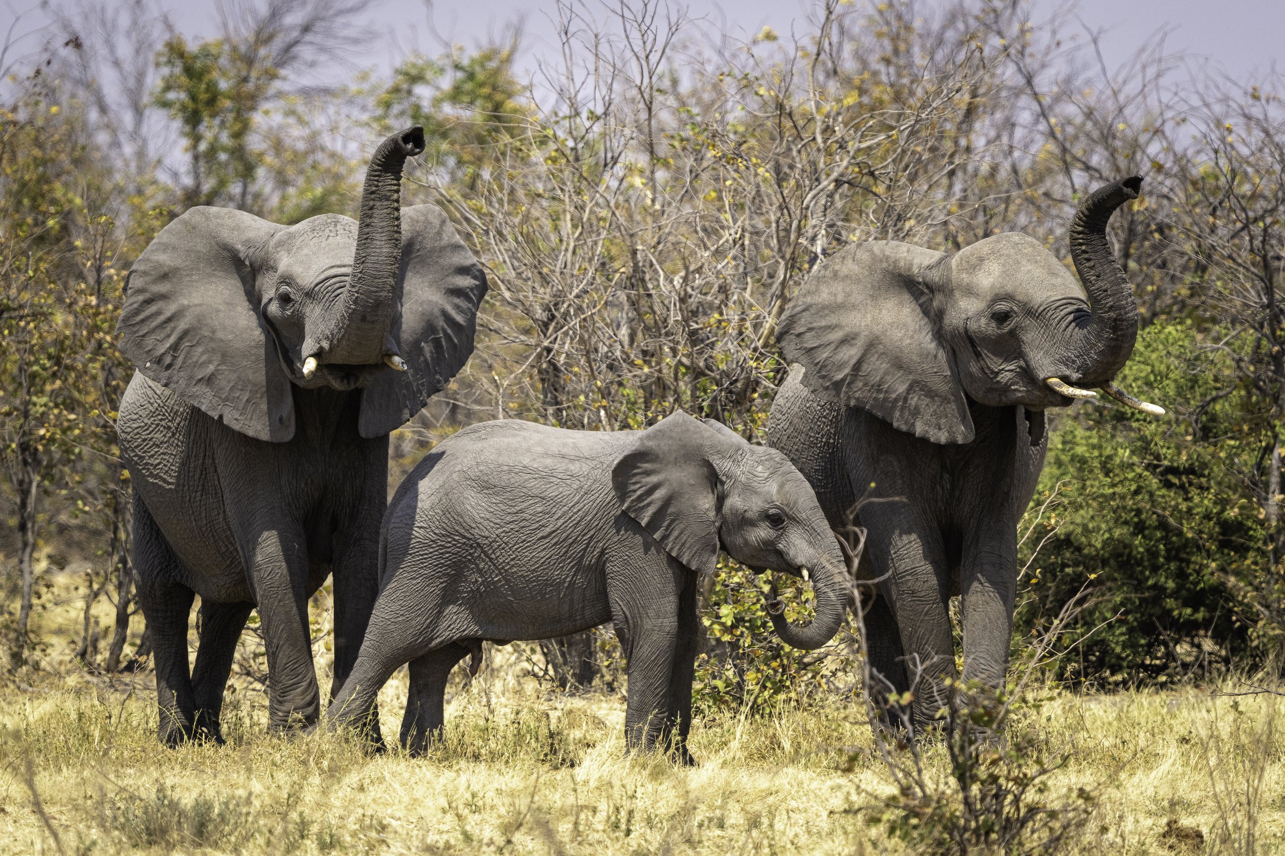 Mababe-elephants.jpg