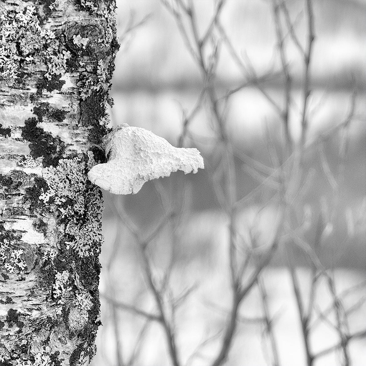 Artic Fungi⁠⁠
⁠⁠
#frozen_mushrooms #frozen_polyporales #frozen_fungus #birch_mushroom  #birch_polypore  #birch_bracket #snow_on_mushroom #macro #macro mushroom #forest_mushroom #Tromso #Norway #abstract #blacknwhite #fineartphotographer #fujifilm #X-
