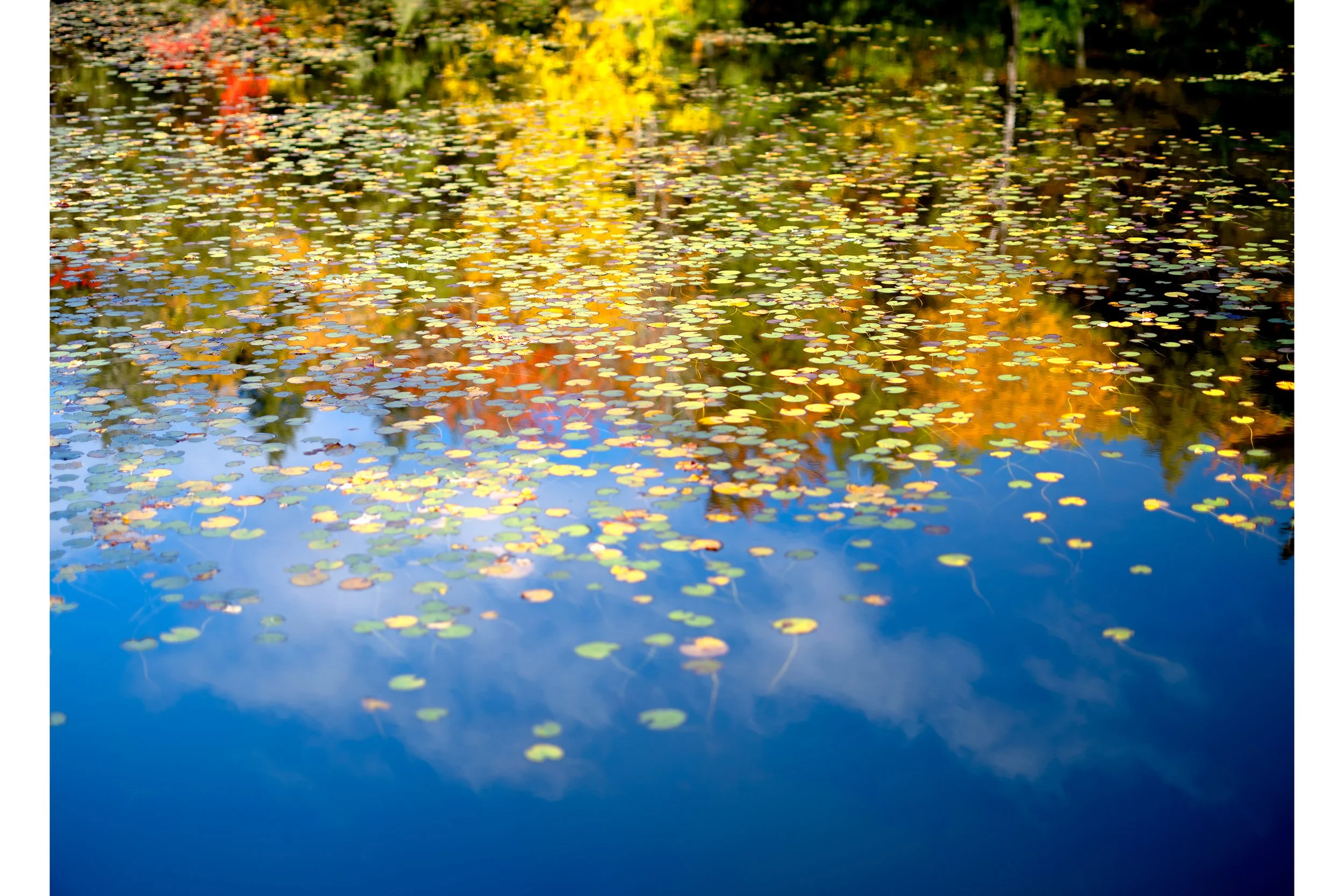Fall_Pond_2_50x36.jpg