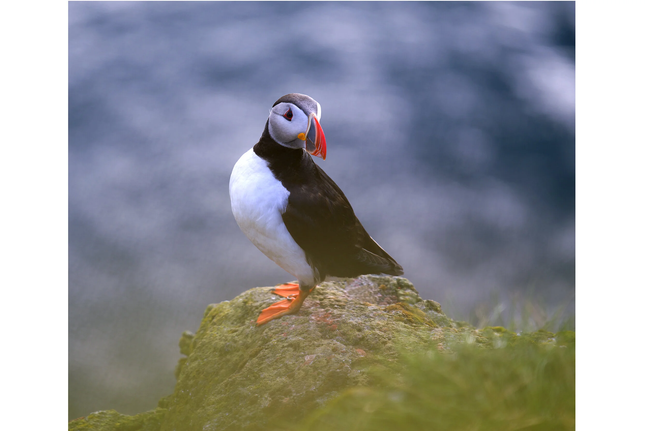 Iceland_Puffin_2_40x34.jpg