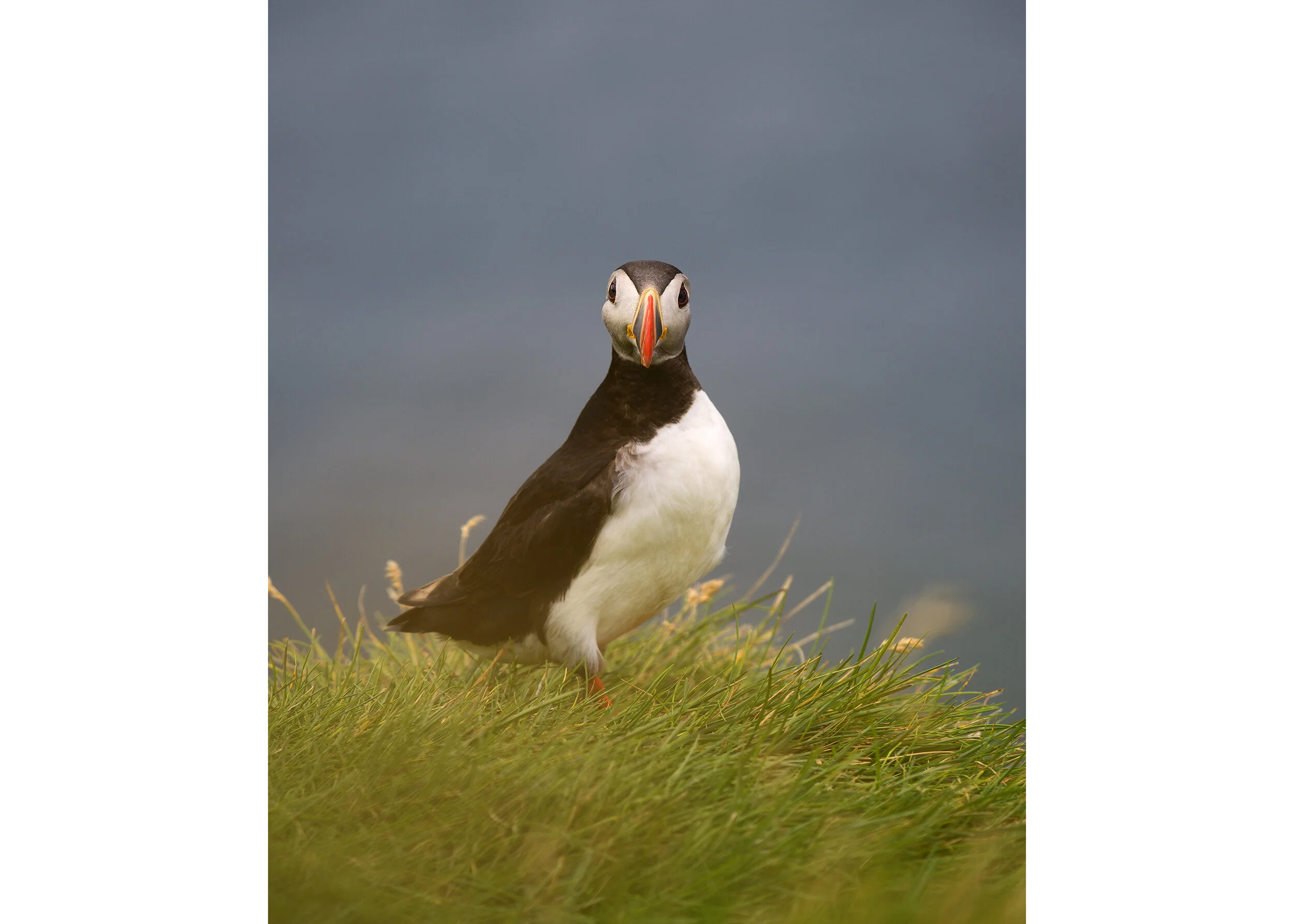 Iceland_Puffin_1a.jpg