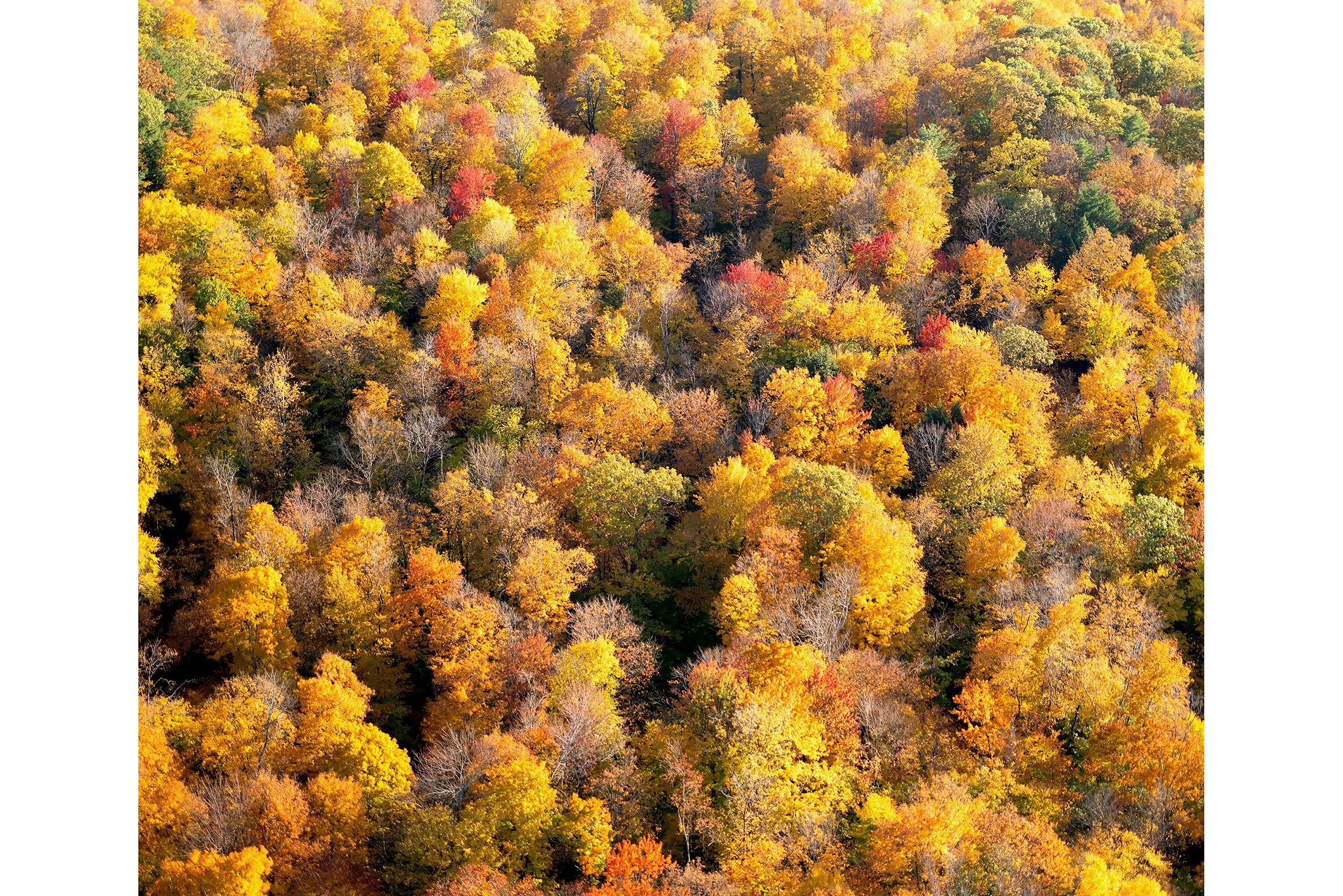 Adirondack_tree_tops_1_50x42.jpg