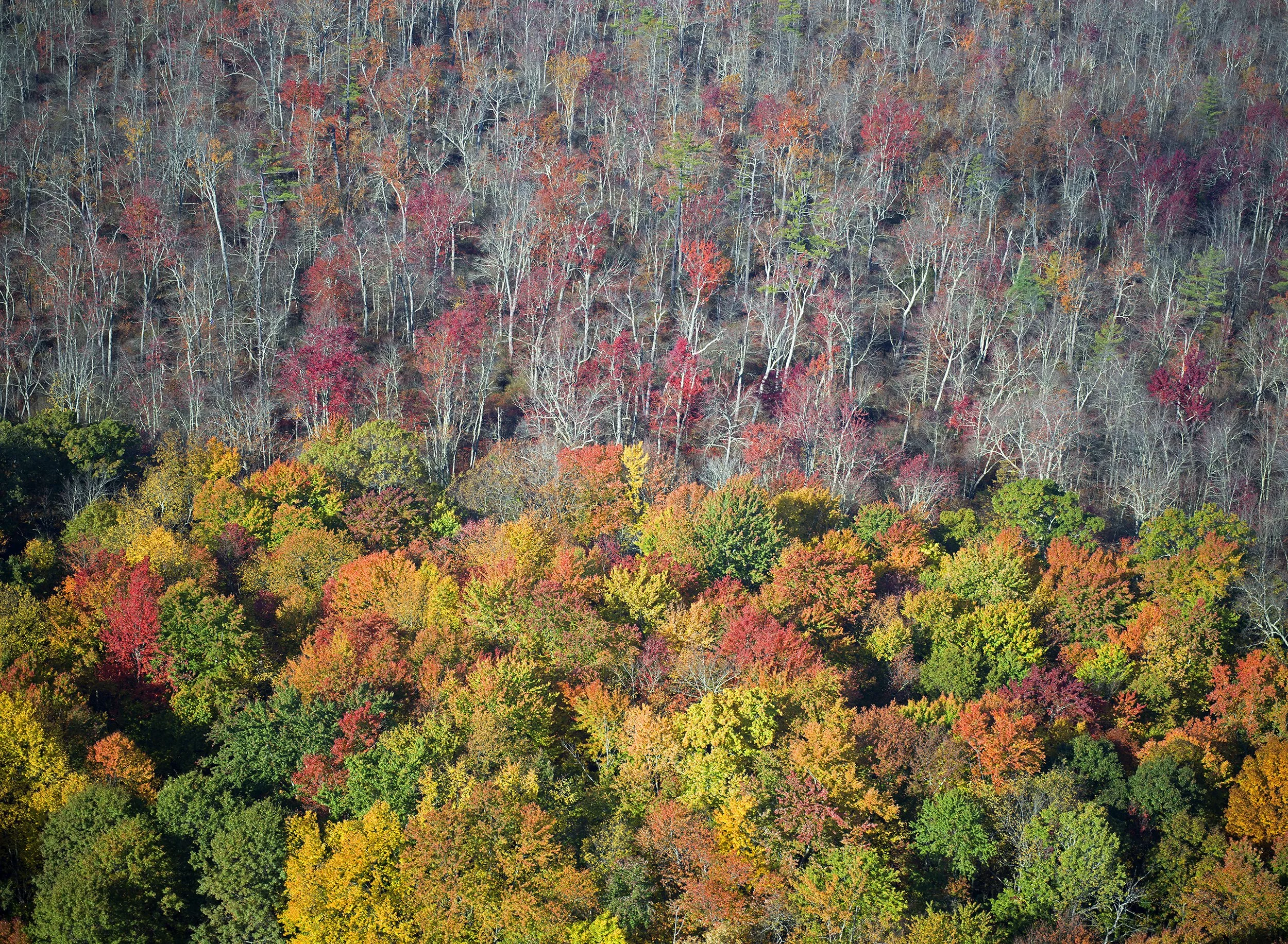 Fall_trees_3.jpg