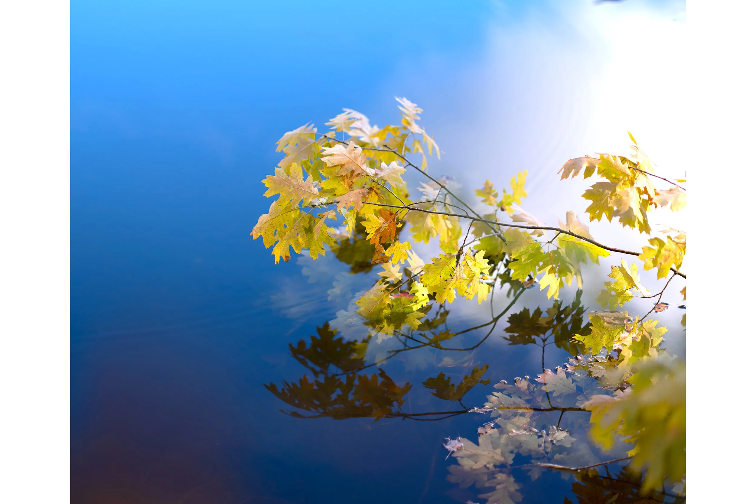 Fall_pond_1_55x44.jpg
