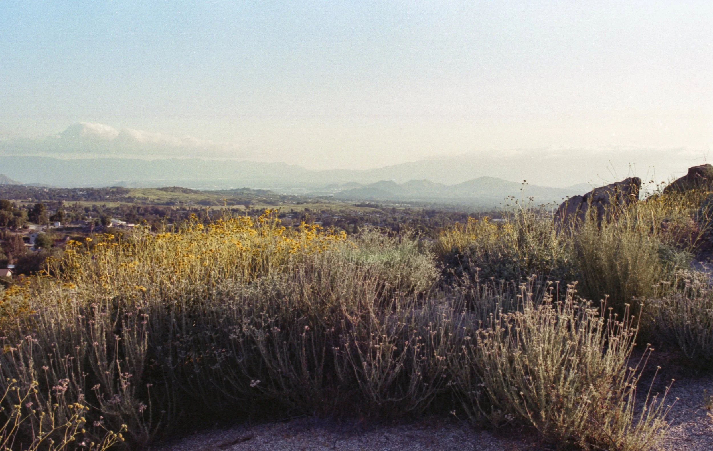 rlc5_35mm_20240508_17.jpg