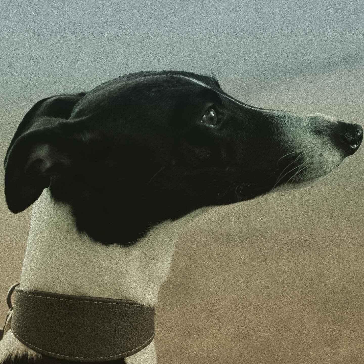 &lt;3 henri &lt;3 .
.
.
.
.
#paris #whippet #whippetsofinstagram #analogphotography