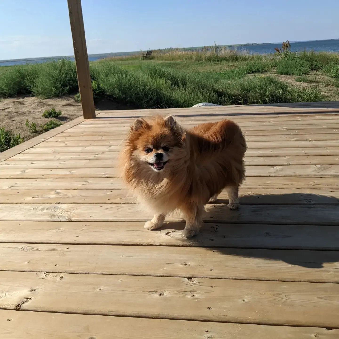 These are the last photos I took of my sweet girl.

Scooter crossed rainbow bridge this morning.

I wished for this dog for years. She belonged to a patient at the pharmacy and had been coming to see us there since she was a puppy. 

I always said, &